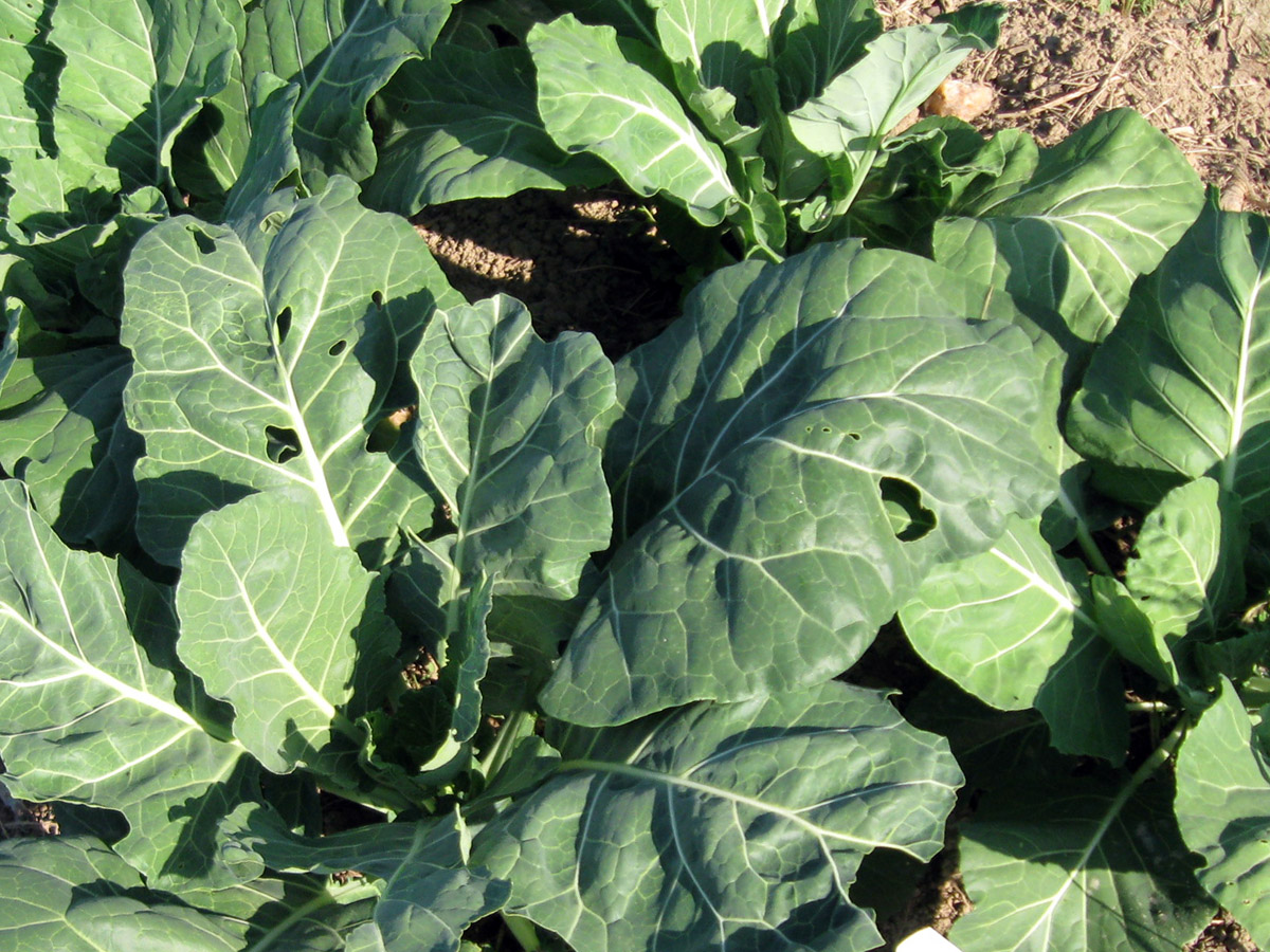 Champion Collards, bulk size 28 g Southern Exposure Seed Exchange