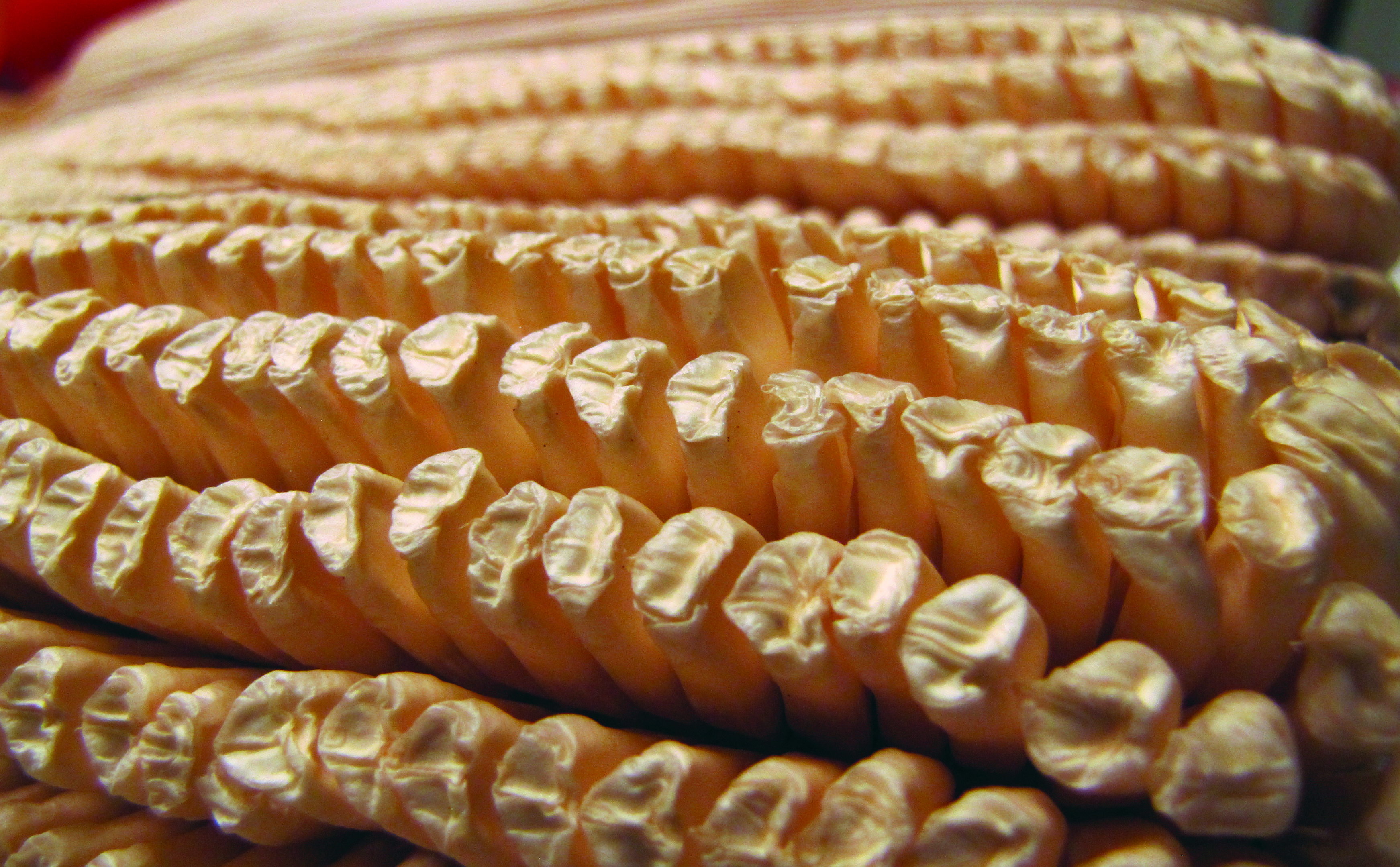 Cherokee Gourdseed Corn, bulk size 1/2 lb Southern Exposure Seed