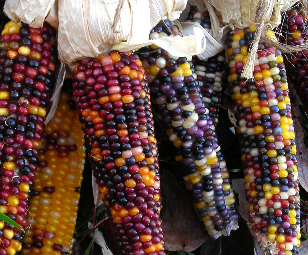 corns southernexposure davids tears yielding came