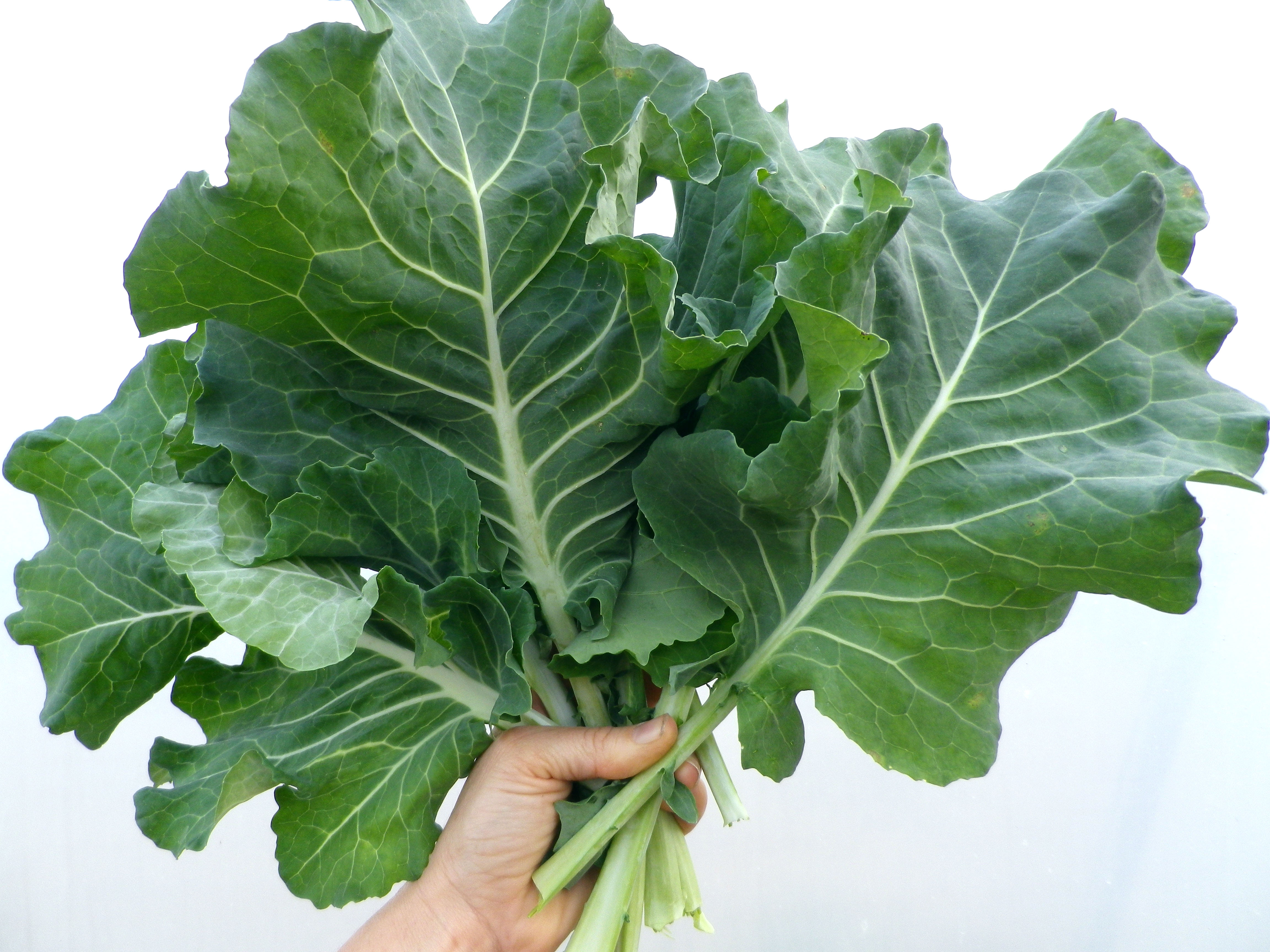 White Mountain Cabbage Collards, 2 g Southern Exposure Seed Exchange