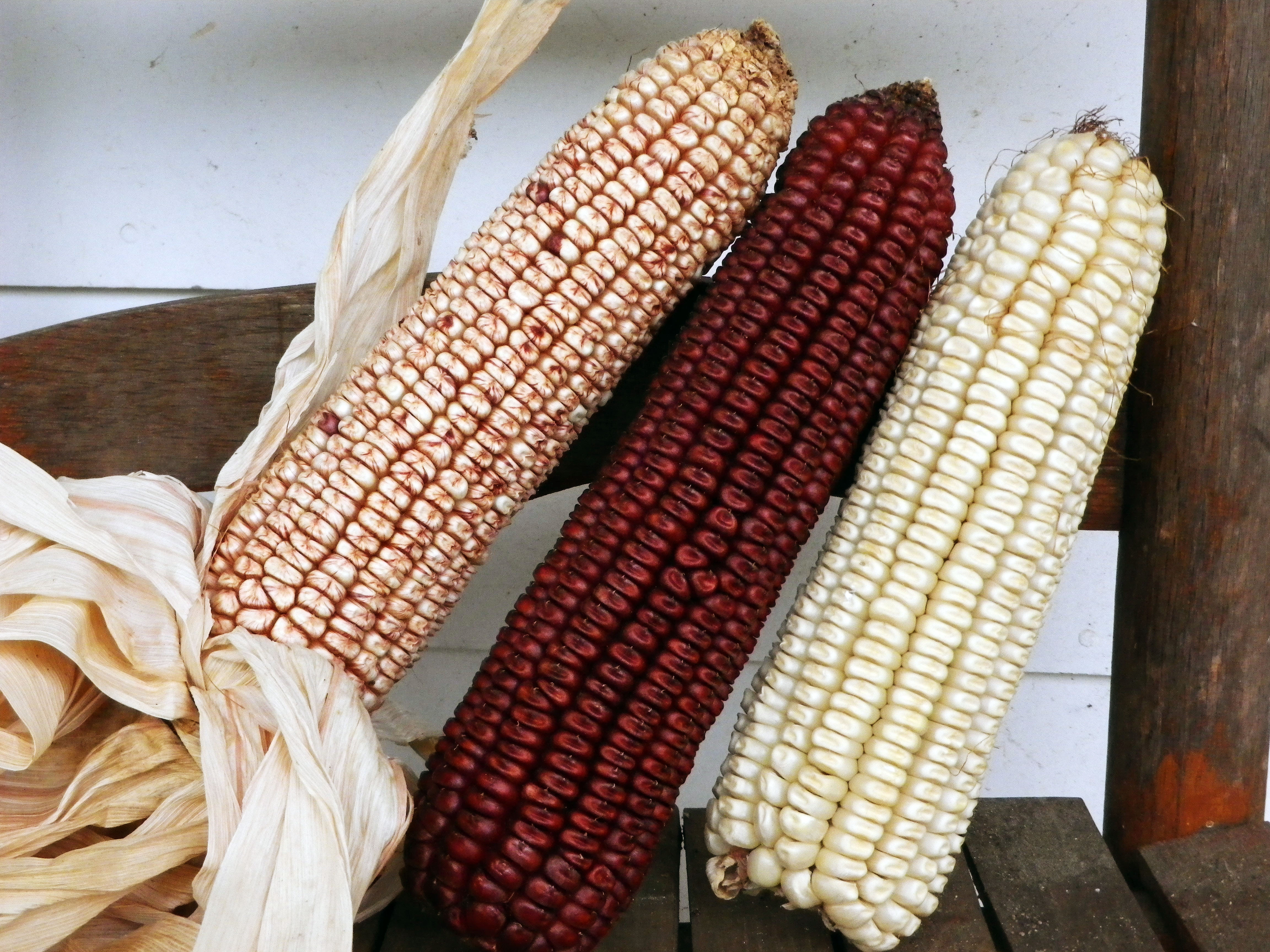 Hop McConnell Speckled Dent Corn 42 g : Southern Exposure Seed Exchange