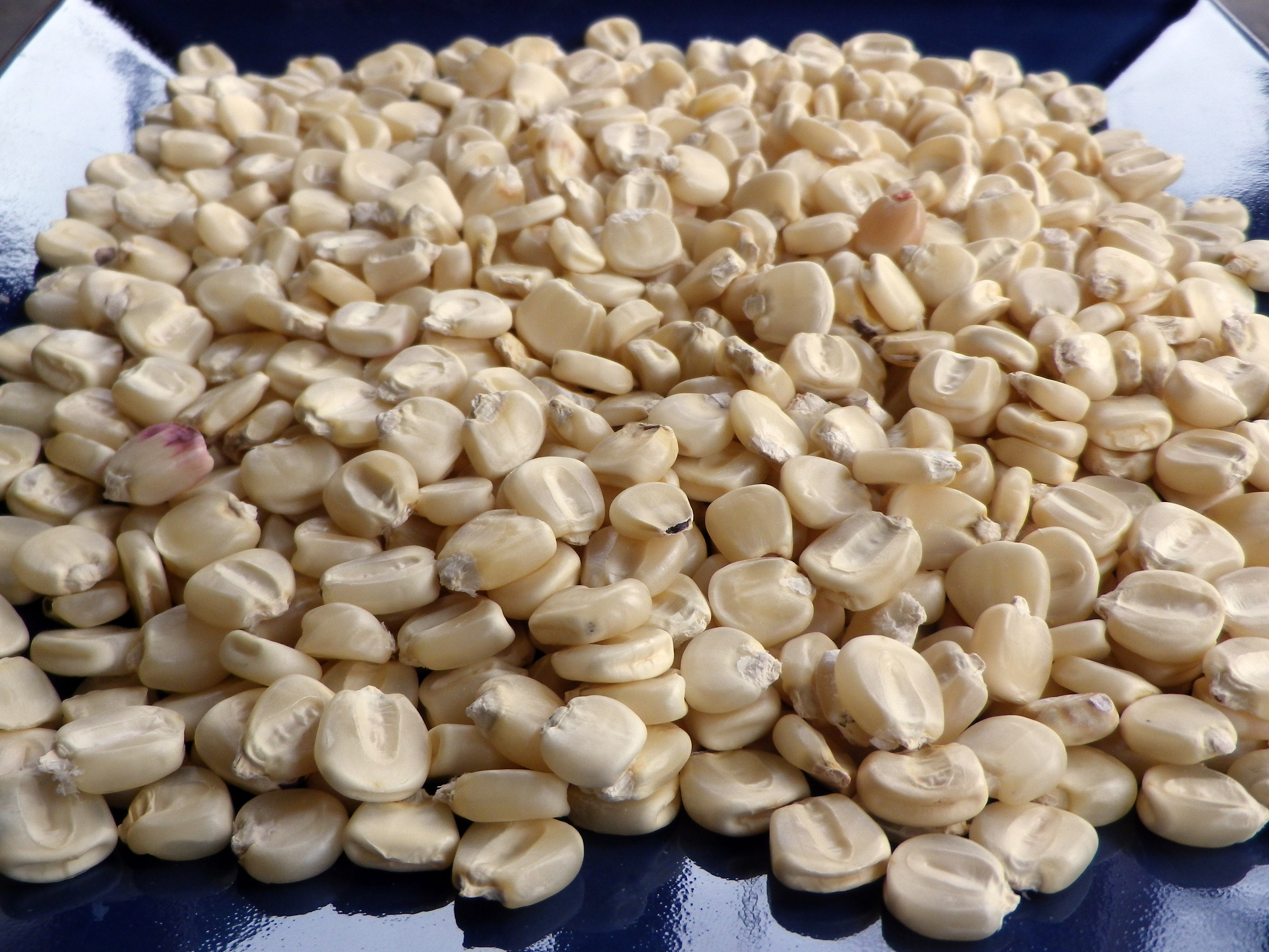 Hickory King Dent Corn, 42 g : Southern Exposure Seed Exchange, Saving
