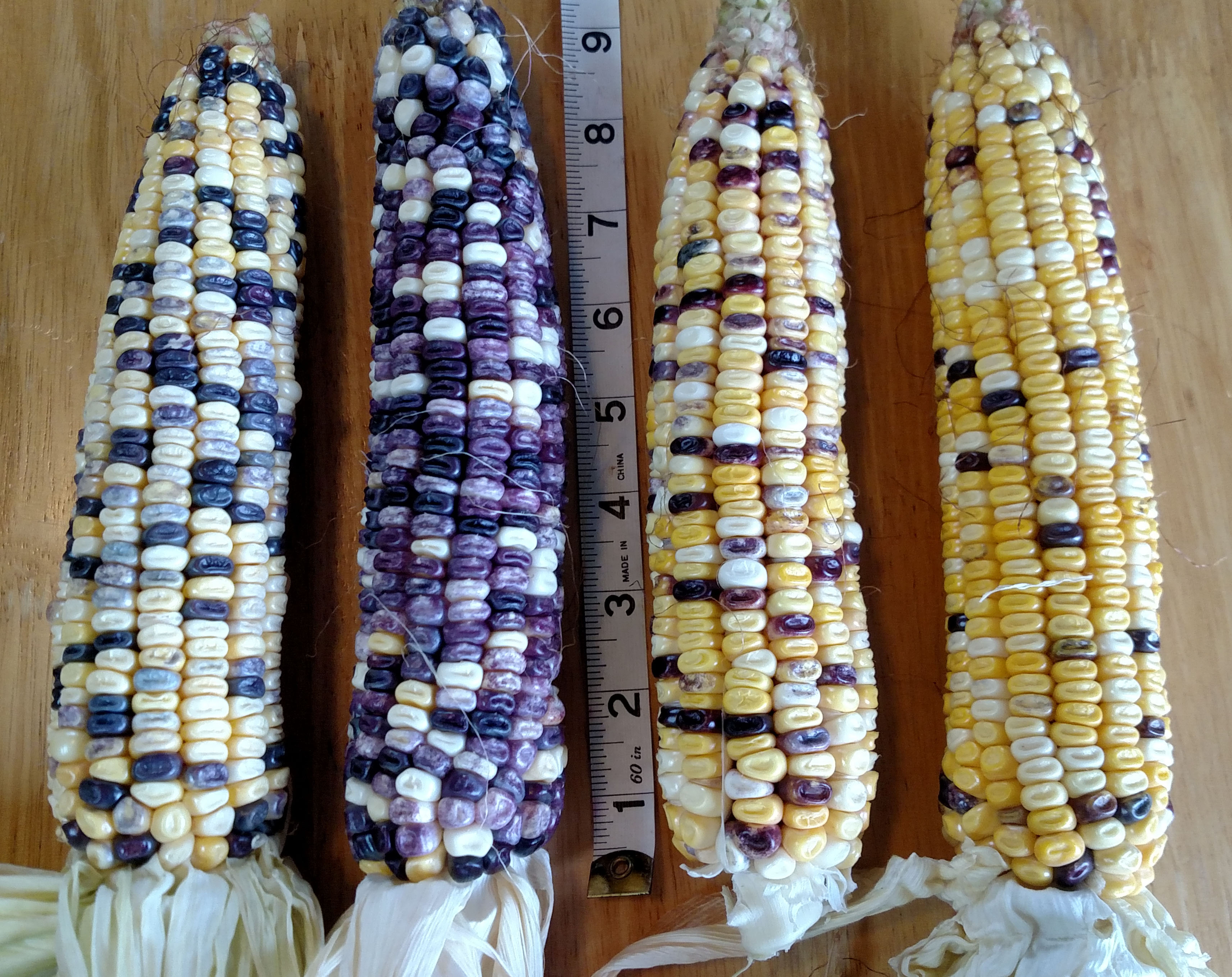 Rotten Clarage Dent Corn, bulk size 1/2 lb Southern Exposure Seed