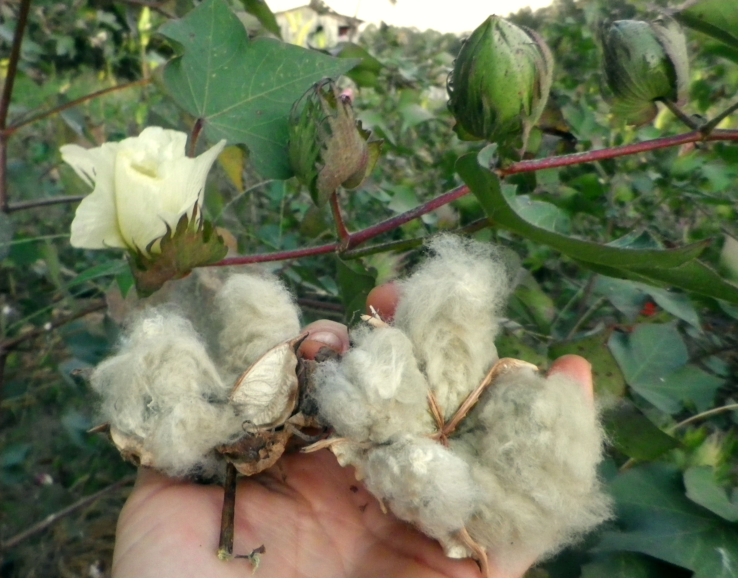 Erlene�s Green Cotton, 1620 seeds Southern Exposure