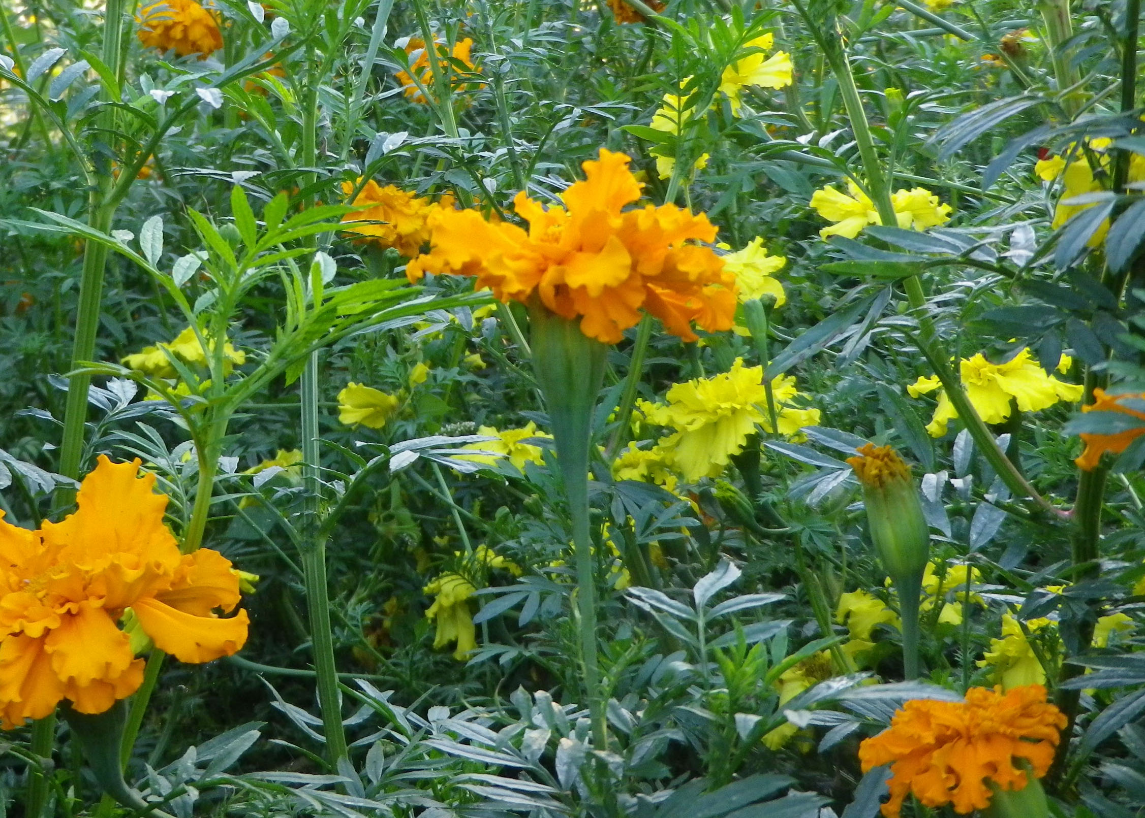 African Marigold, Crackerjack Mix, 0.5 g : Southern Exposure Seed