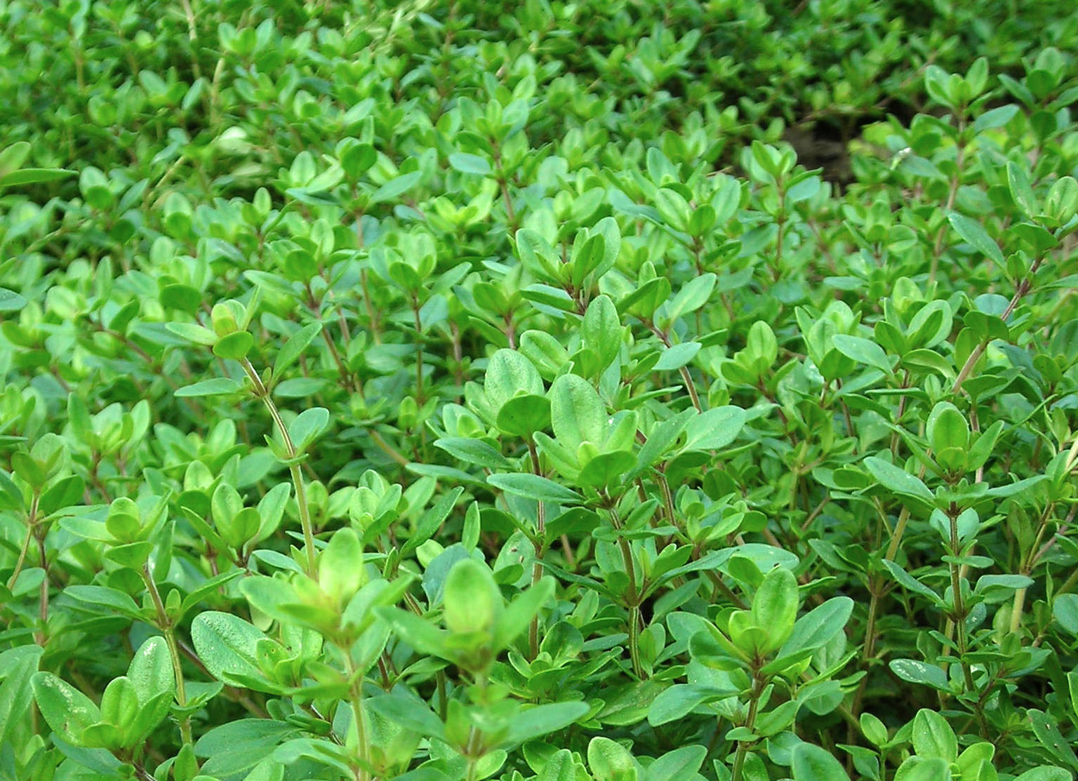 Thyme, Creeping, 0.2 g Southern Exposure Seed Exchange, Saving the