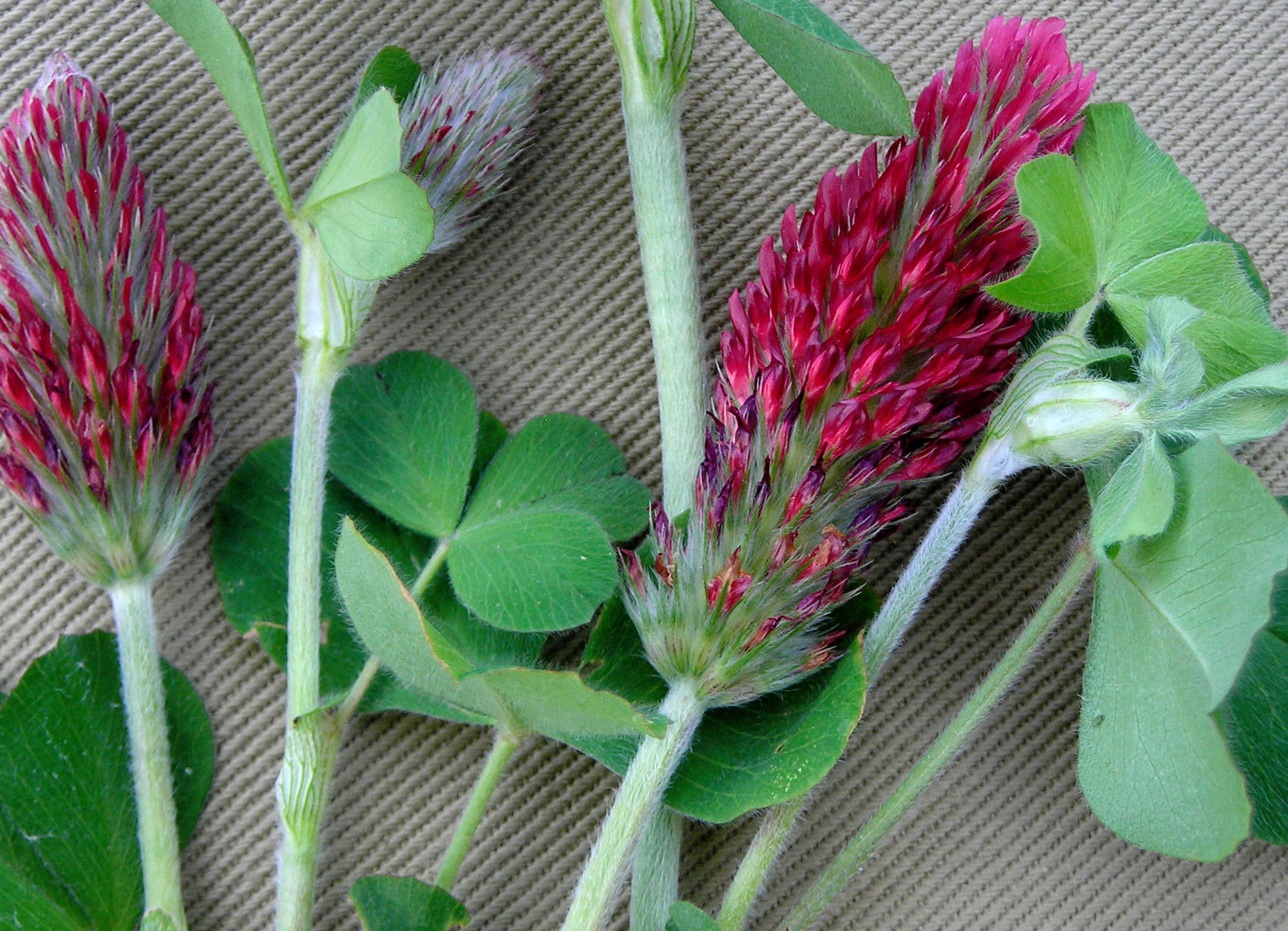 Clover, Crimson, 1/4 lb Southern Exposure Seed Exchange