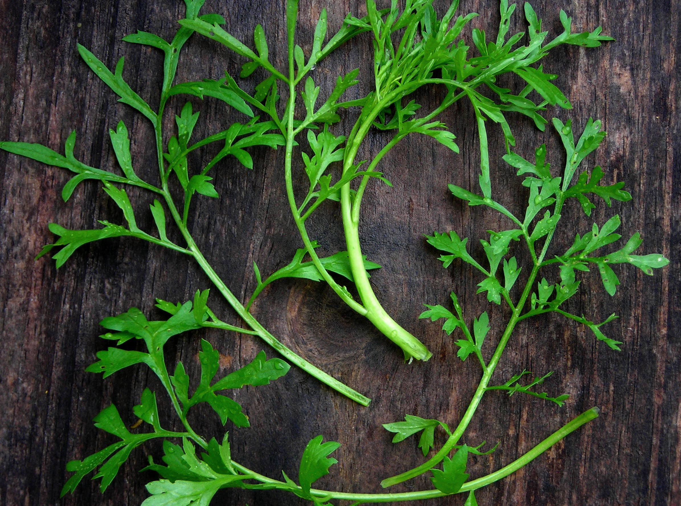 Curly Cress (Garden Cress), 2 g Southern Exposure Seed