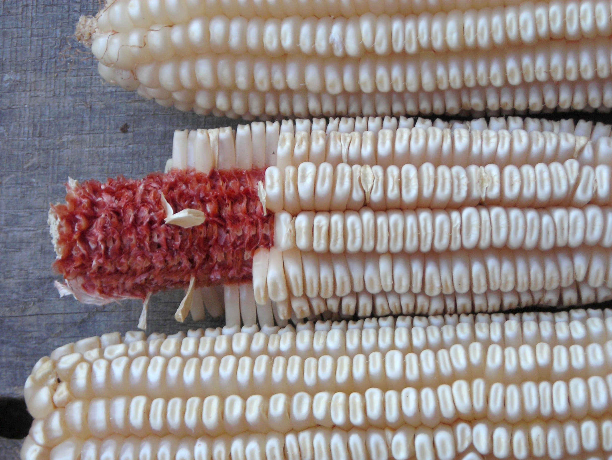 Tennessee Red Cob Dent Corn, 42 g : Southern Exposure Seed Exchange