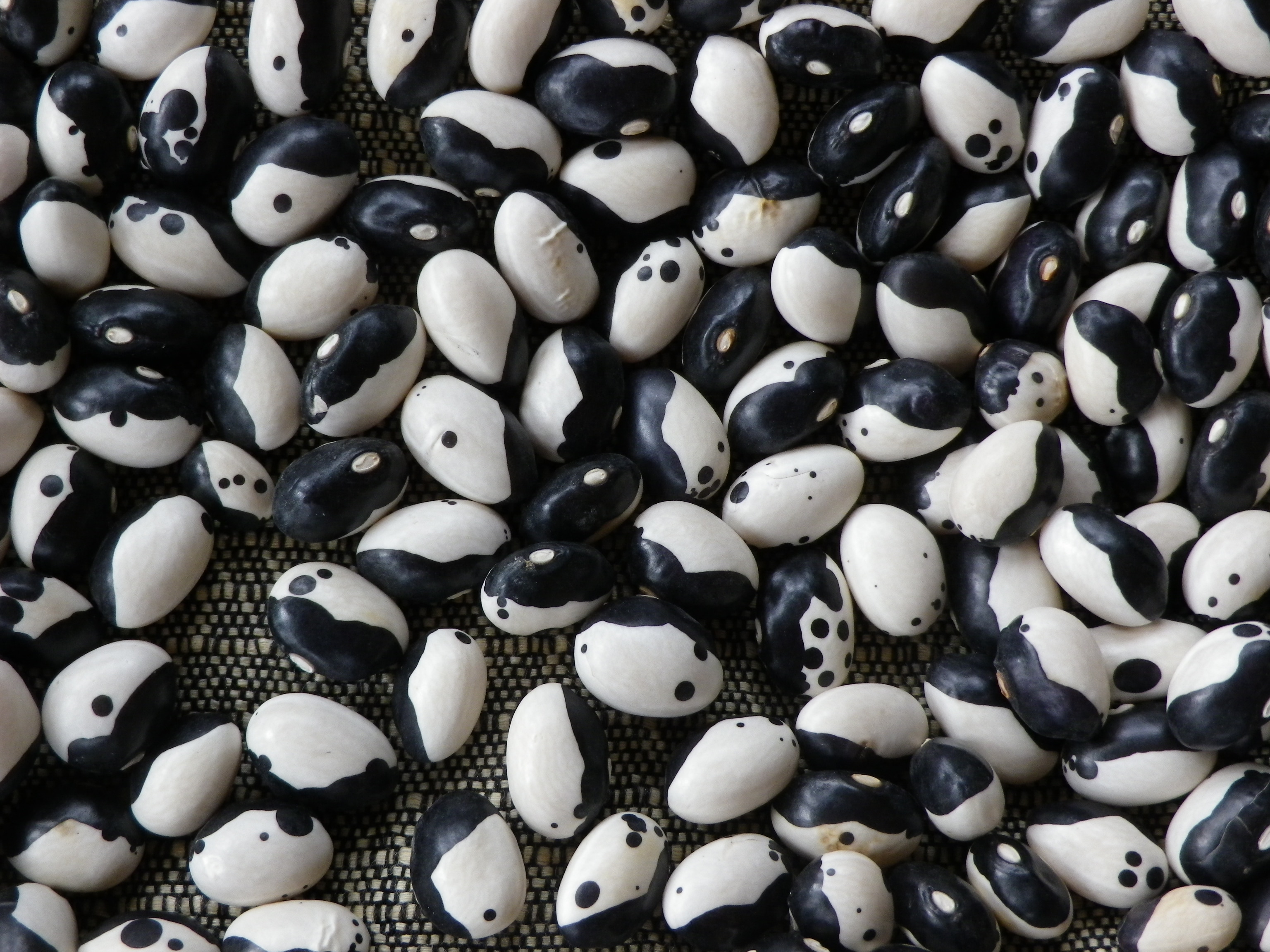 Calypso (Orca, YinYang) Bush Dry Bean, 28 g Southern Exposure Seed