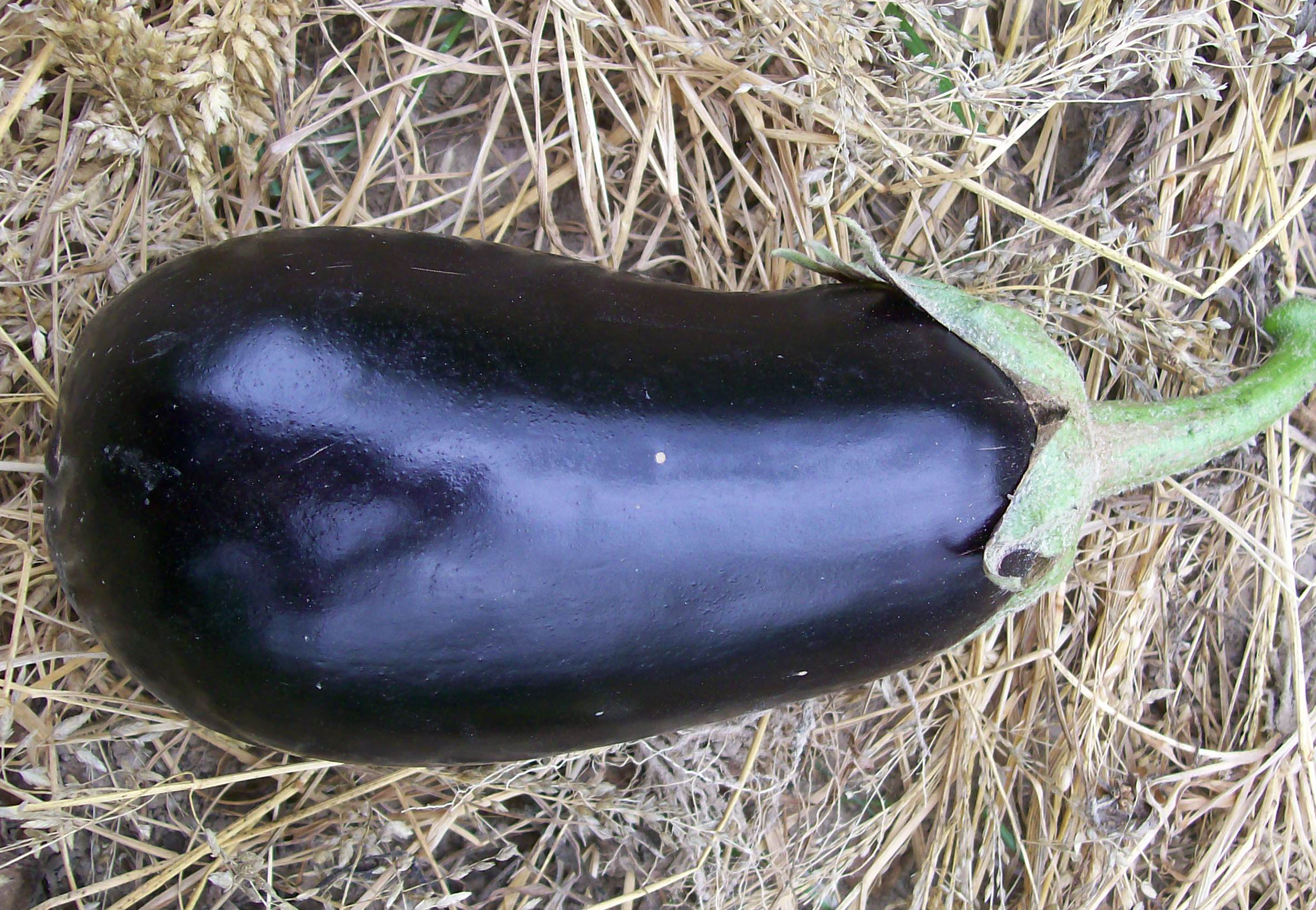 Early Black Egg Eggplant, 0.25 g : Southern Exposure Seed Exchange