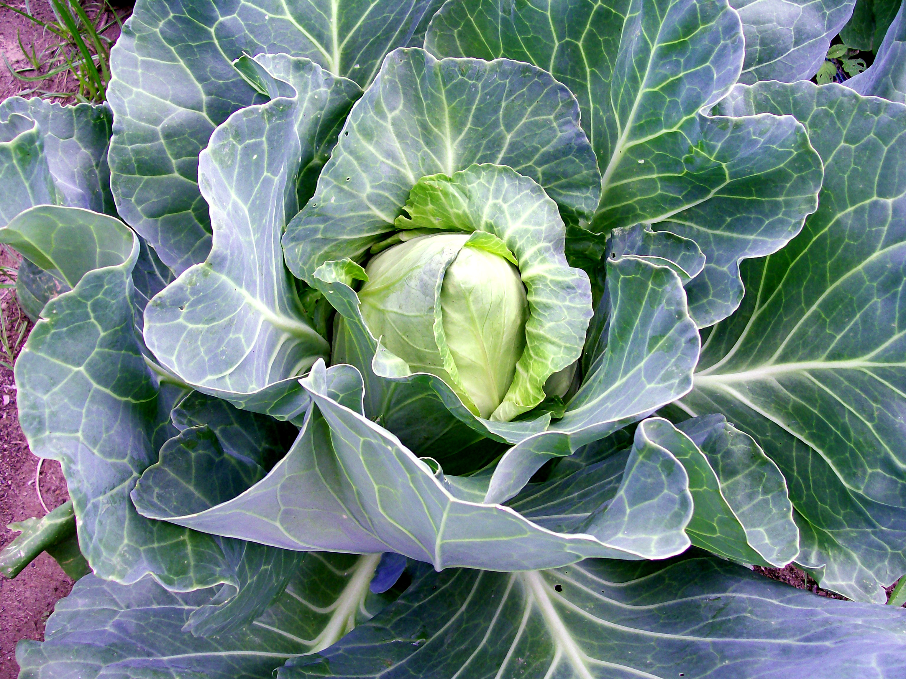 Early Jersey Wakefield Cabbage, 2 g Southern Exposure Seed Exchange