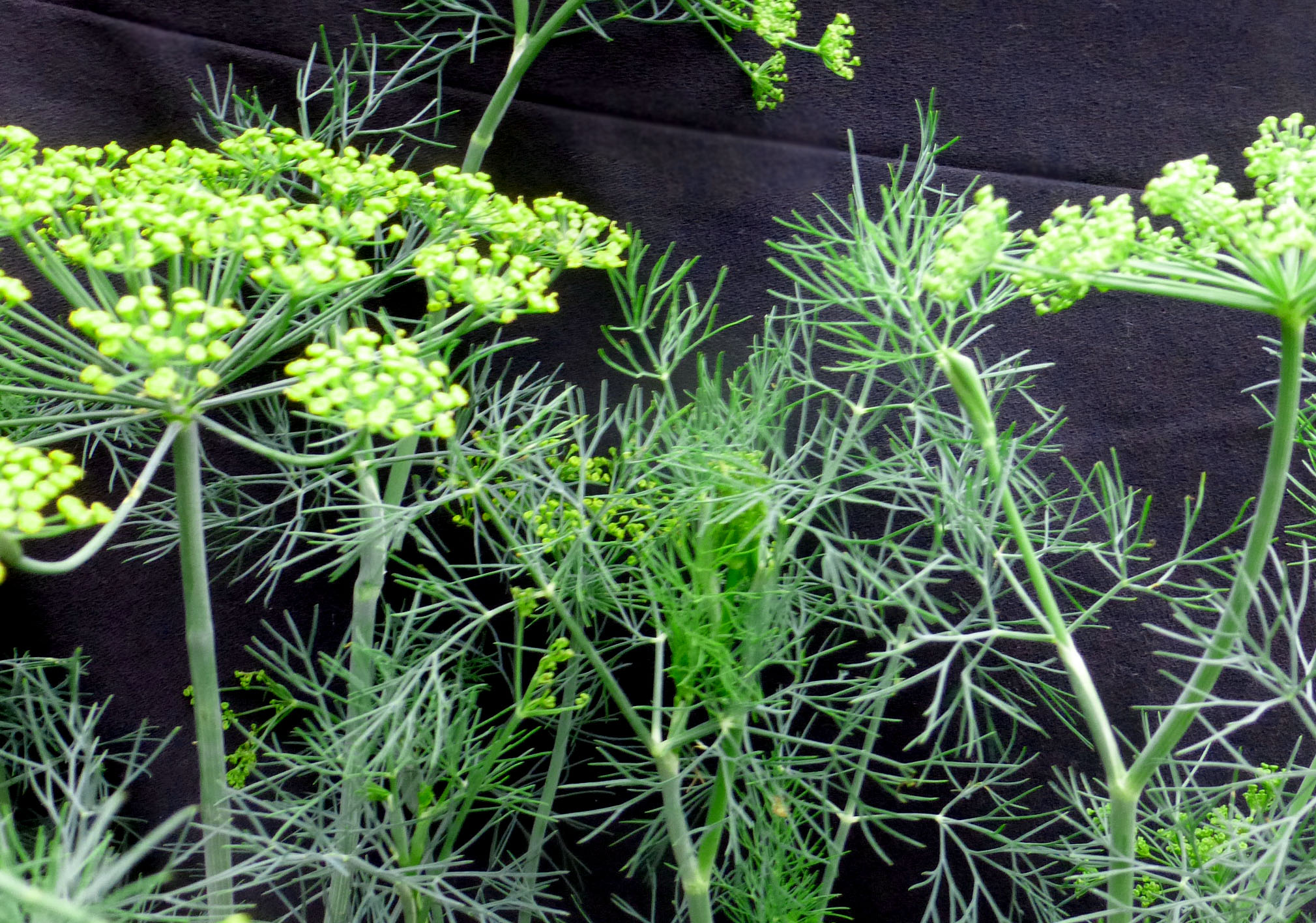 Dill, Fernleaf, 0.75 g : Southern Exposure Seed Exchange, Saving the