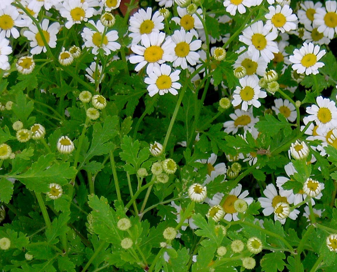 Feverfew, 0.1 g Southern Exposure Seed Exchange, Saving the Past for