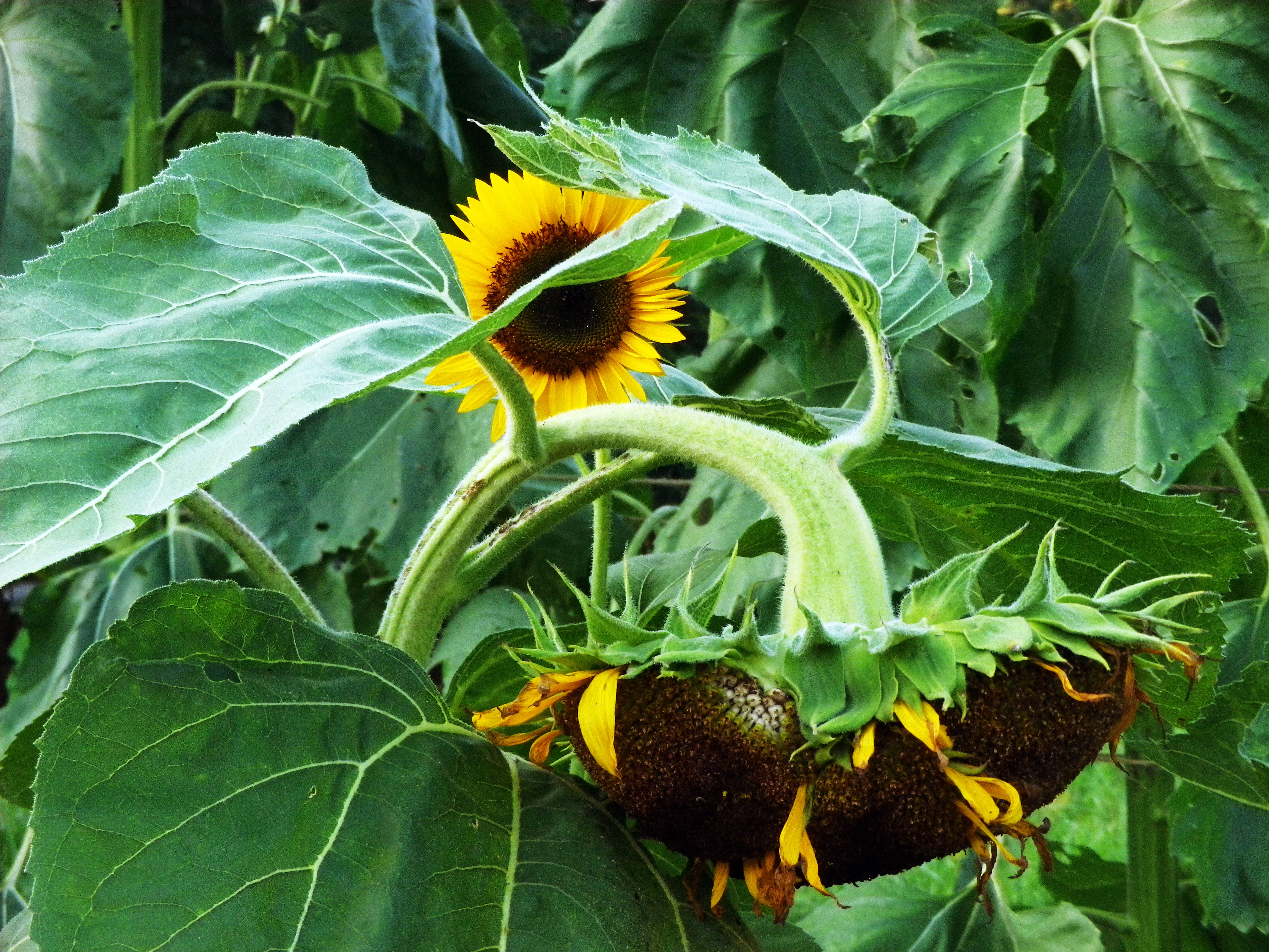 Taiyo Sunflower, 4 g Southern Exposure Seed Exchange, Saving the Past
