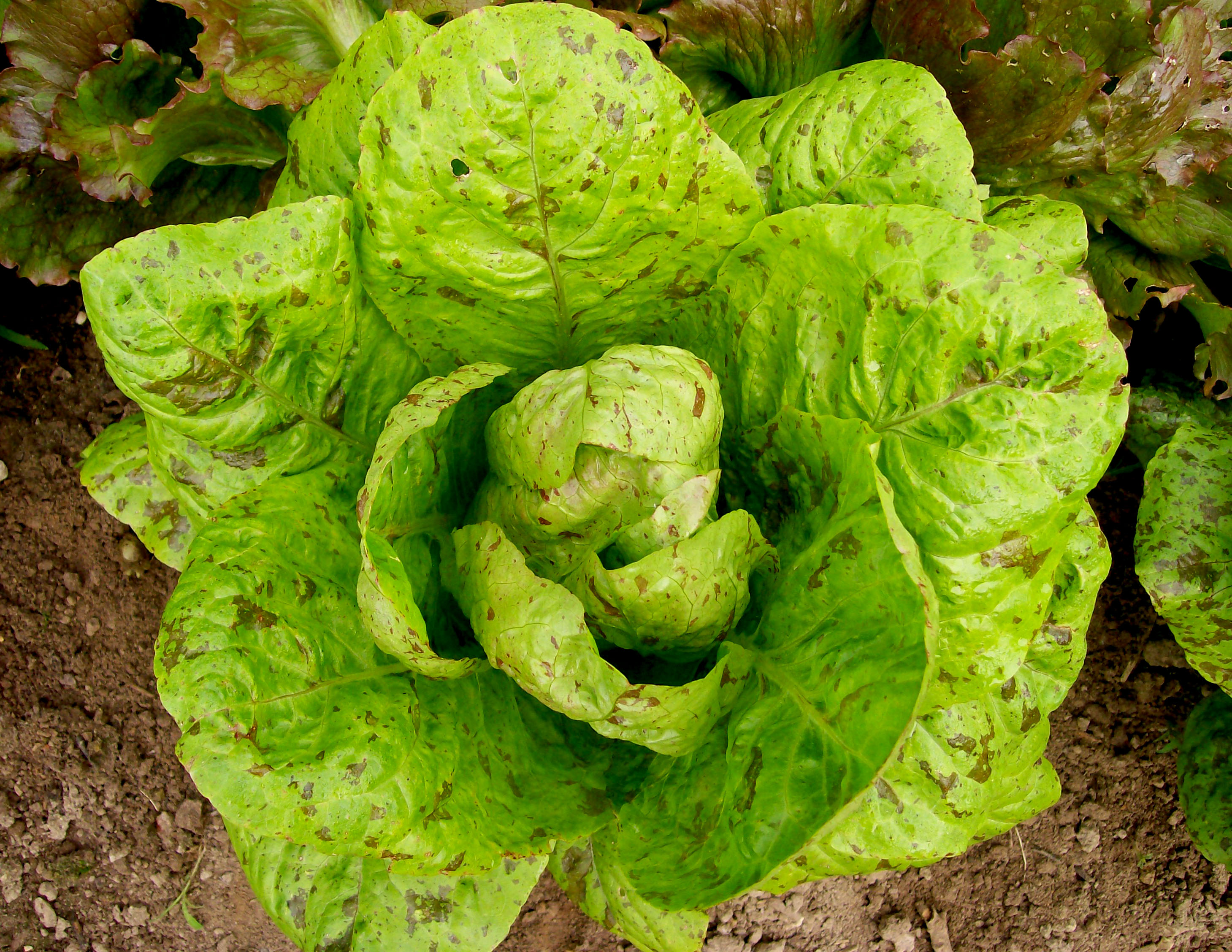 Forellenschluss Romaine Lettuce, 0.5 g : Southern Exposure Seed