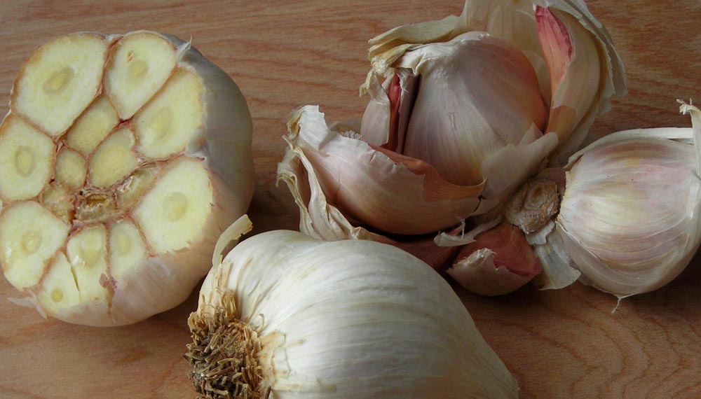 Italian Softneck Garlic, 8 oz. Southern Exposure Seed Exchange