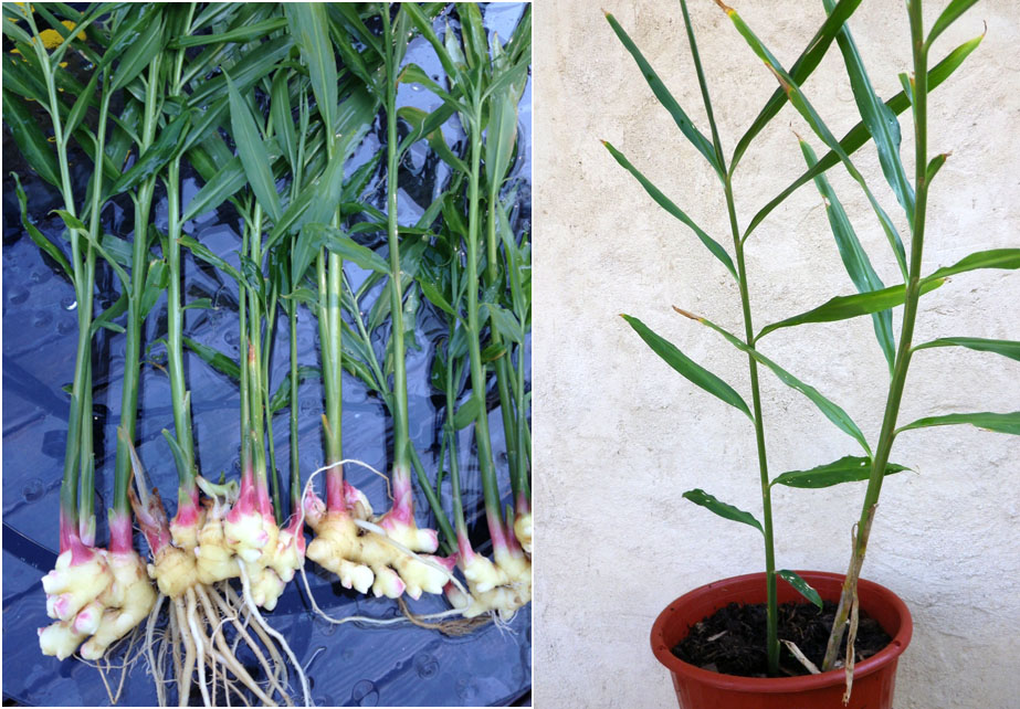 Ginger Plants Southern Exposure Seed Exchange, Saving the Past for