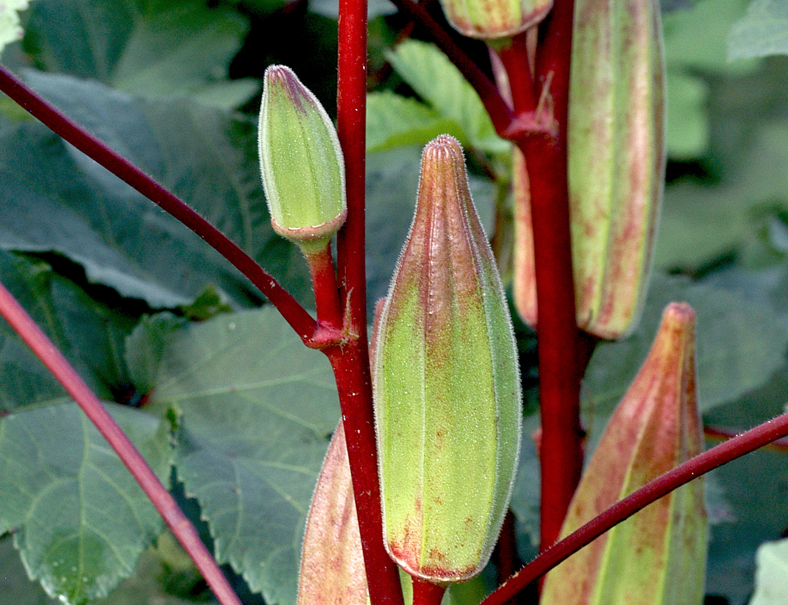 Hill Country Heirloom Red Okra, bulk size: 28 g : Southern Exposure