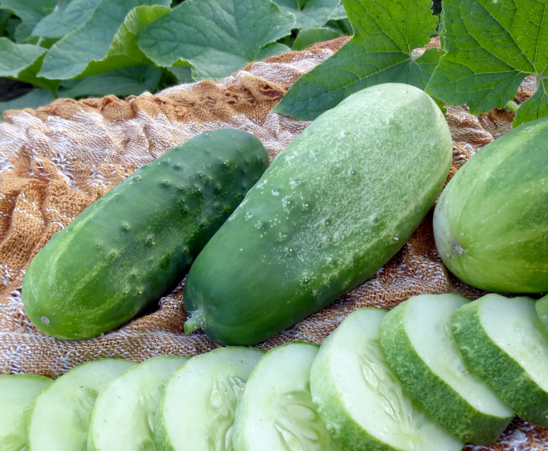 Homemade Pickles Pickling Cucumber 2 G Southern Exposure Seed
