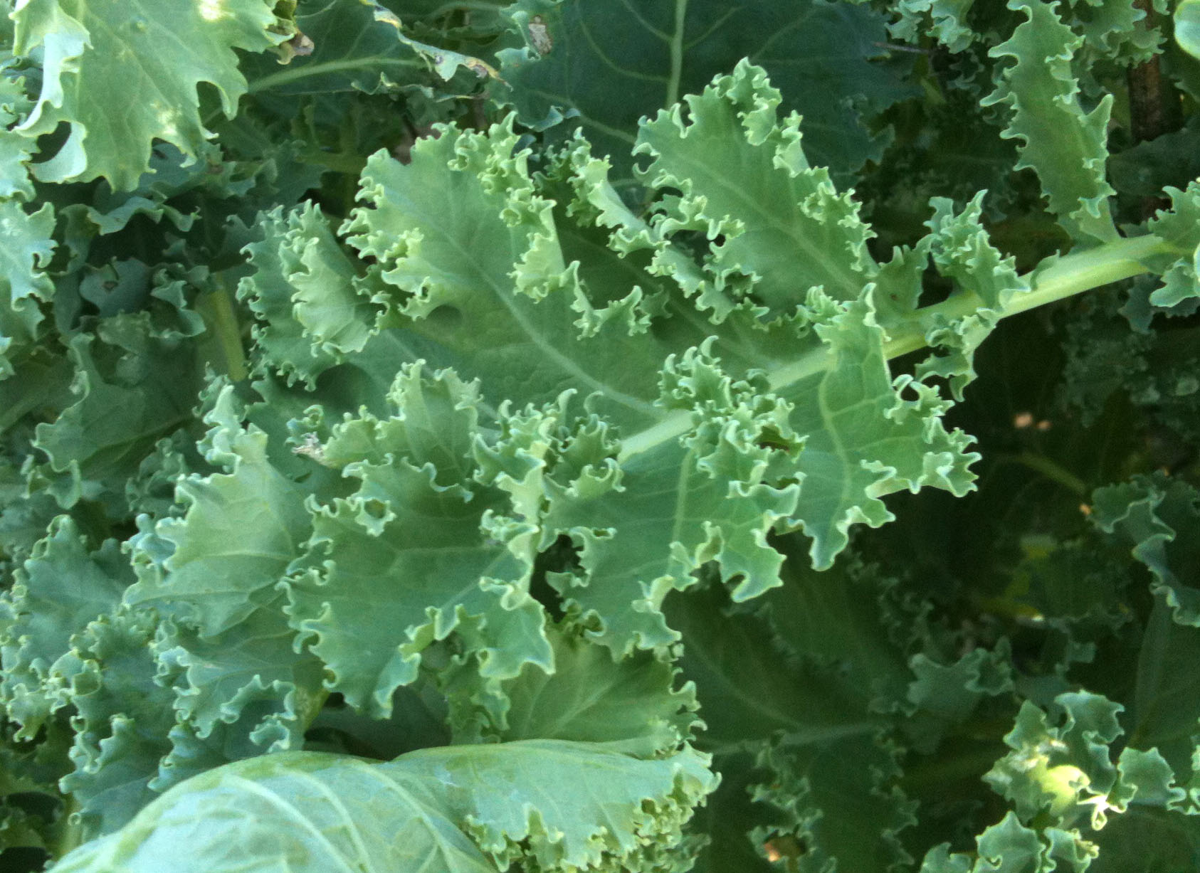 Lark's Tongue Kale, 1 g : Southern Exposure Seed Exchange, Saving the