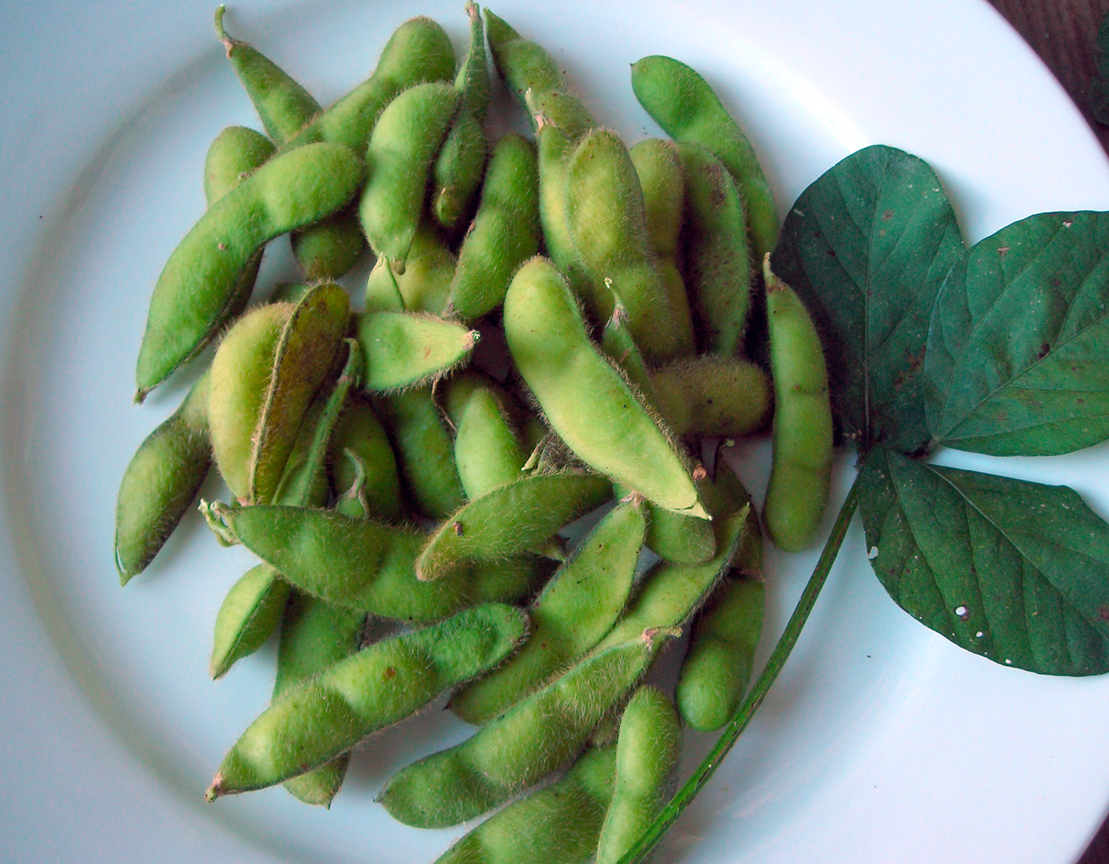 Lanco Edamame (Soybean), bulk size 1/4 lb Southern