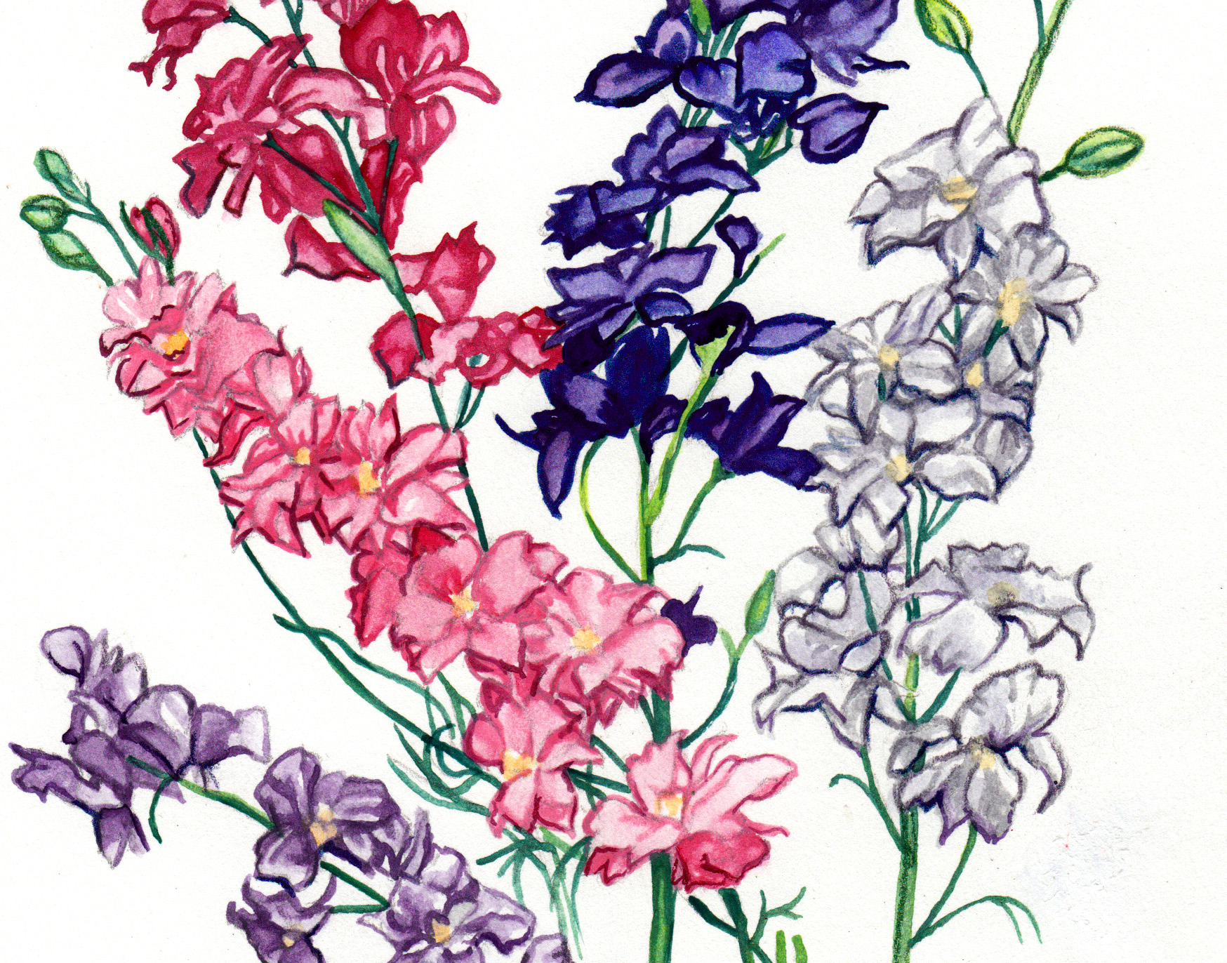 larkspur galilee mix 0 3 g southern exposure seed exchange