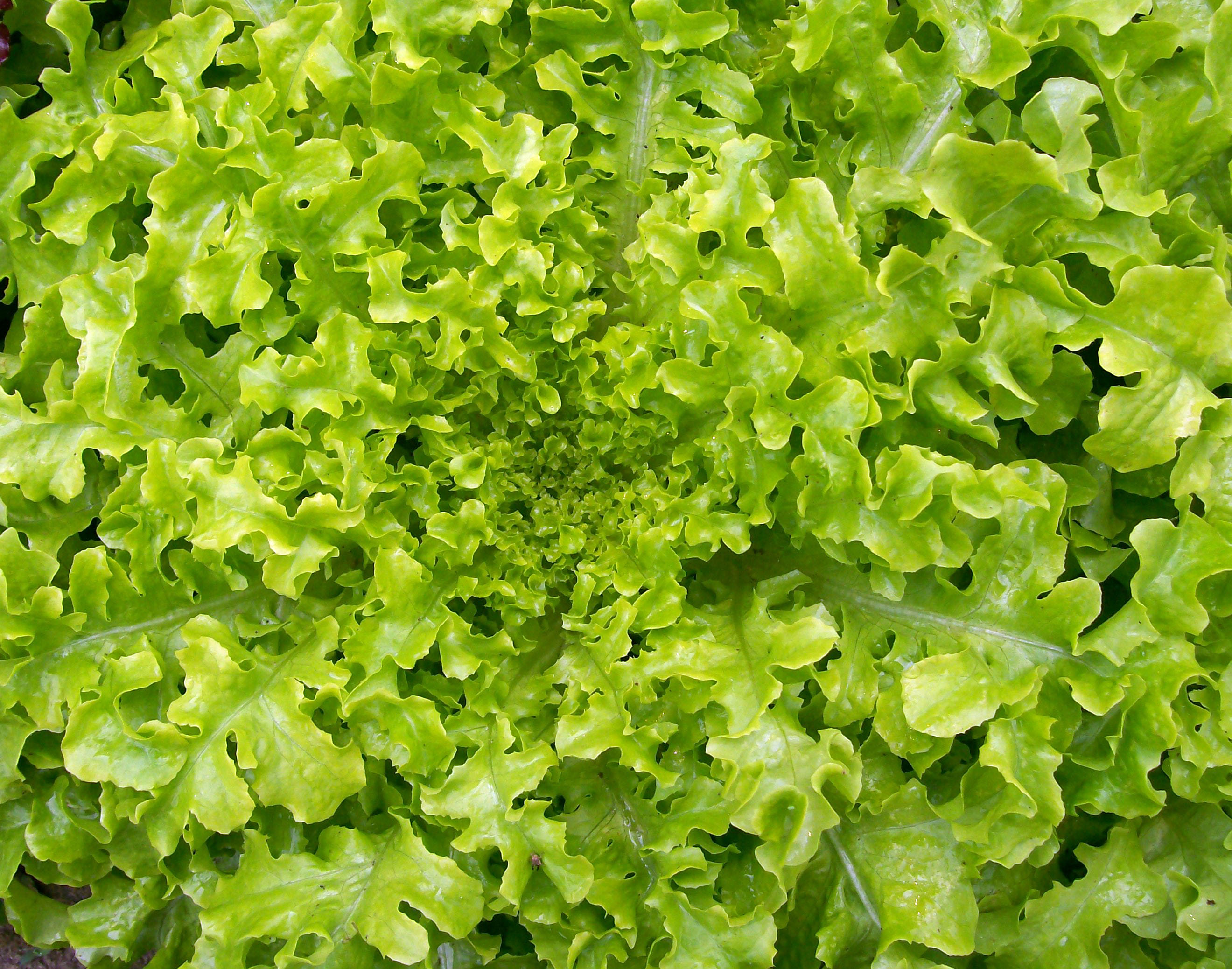 Salad Bowl Looseleaf Lettuce, 0.5 g : Southern Exposure Seed Exchange