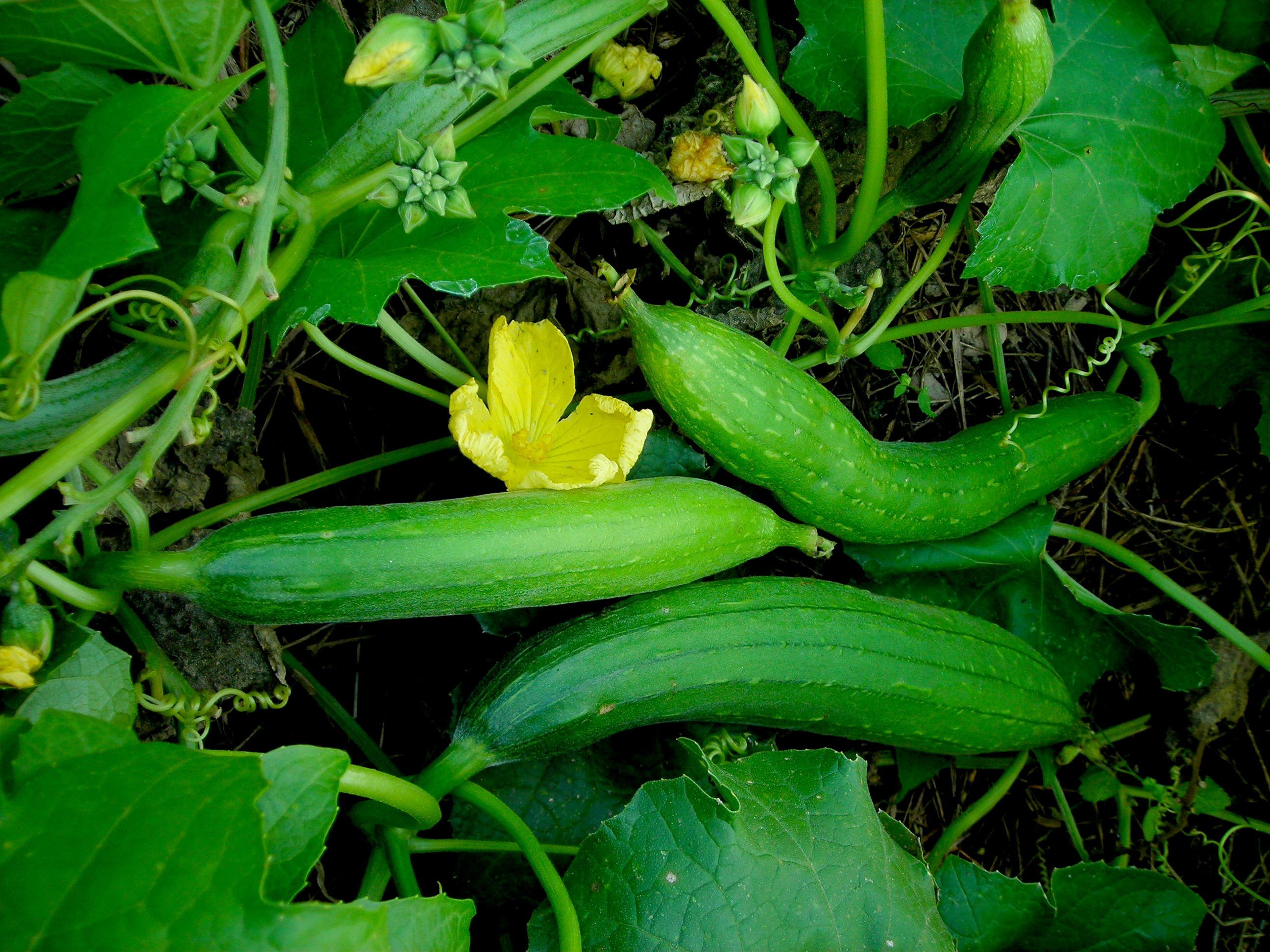 Luffa Edible Gourd, 3 g : Southern Exposure Seed Exchange, Saving the
