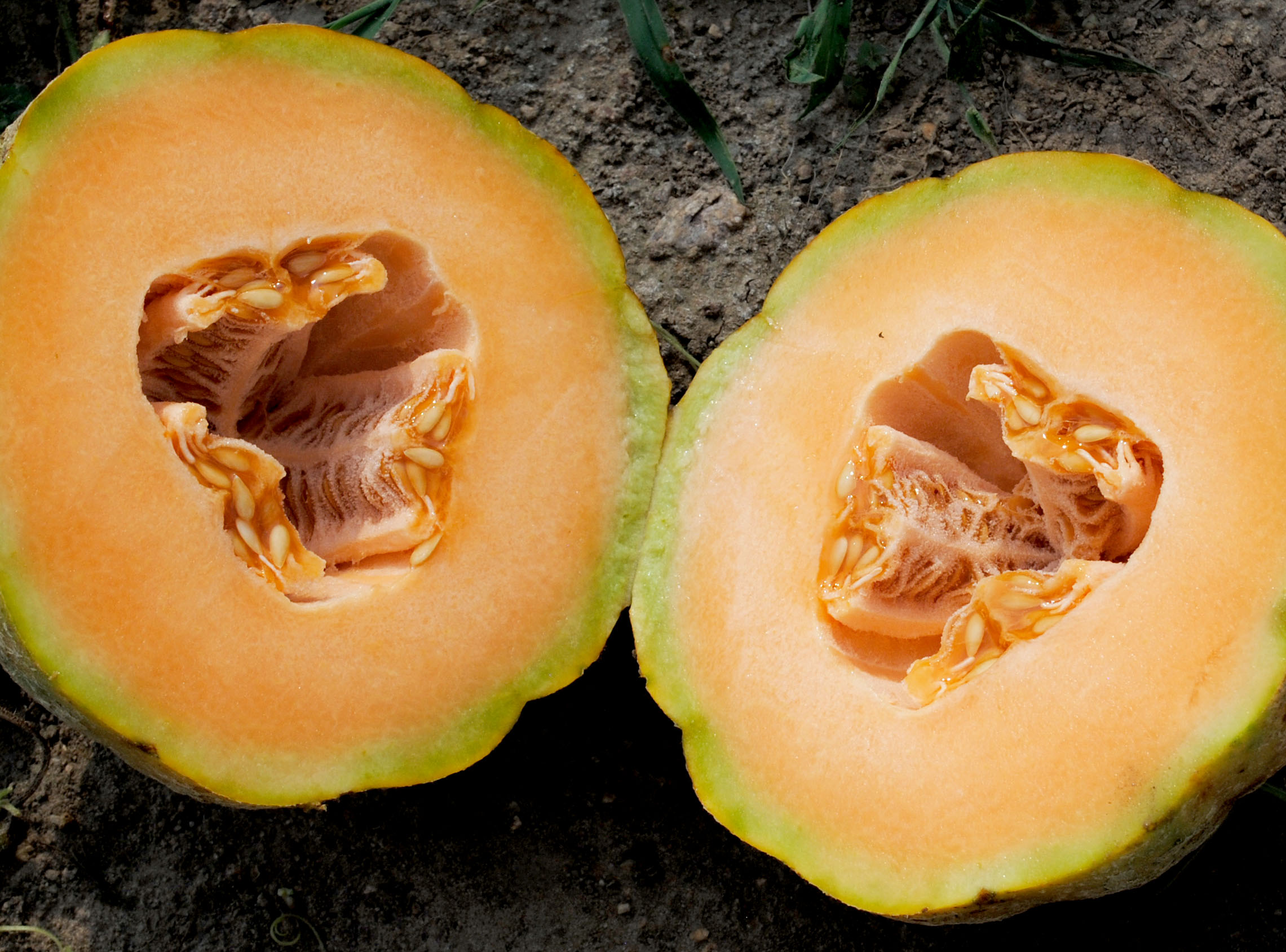 Delicious 51 PMR Muskmelon, 2 g Southern Exposure Seed Exchange
