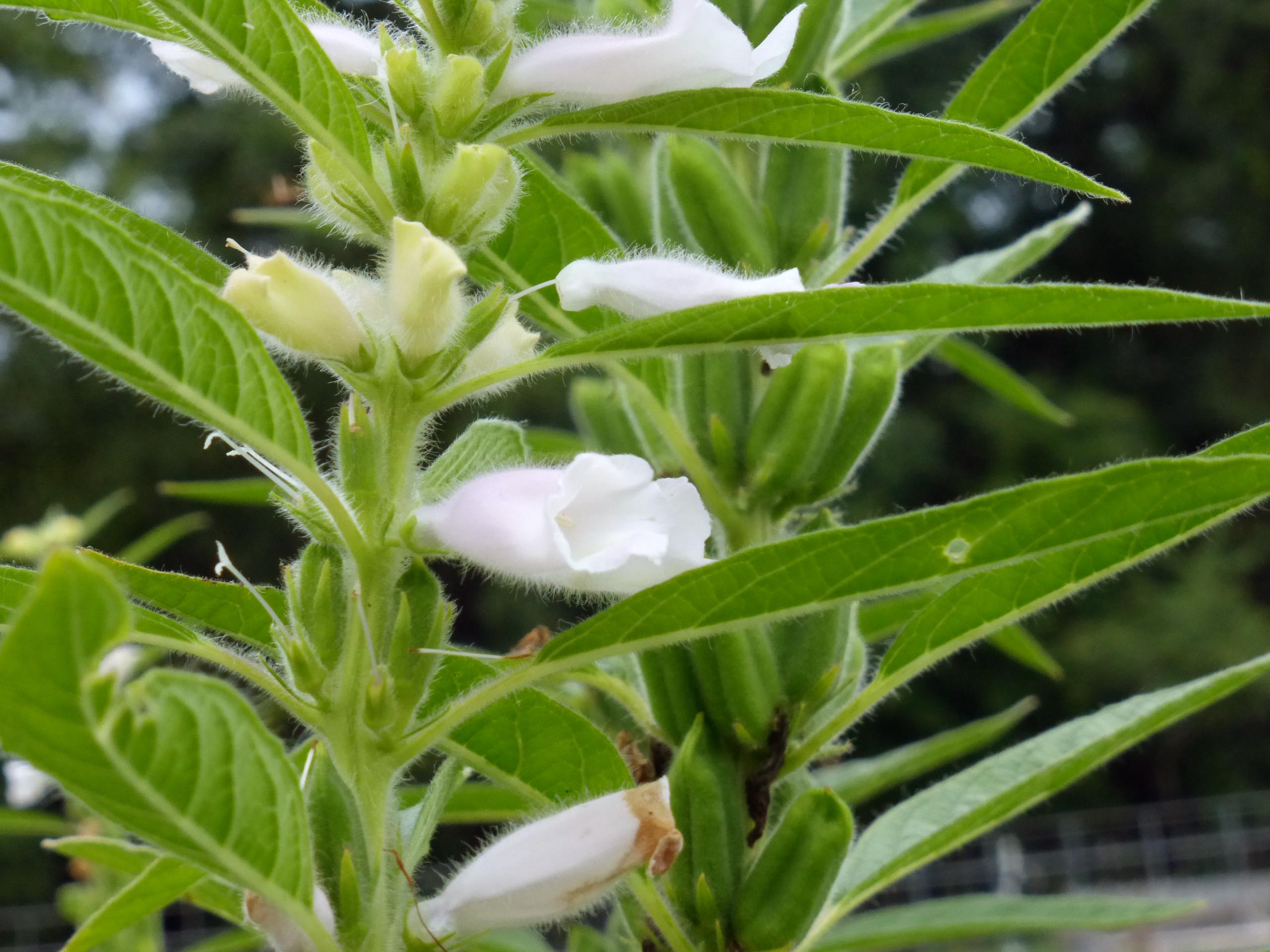Sesame, Monticello White, 1.5 g Southern Exposure Seed Exchange