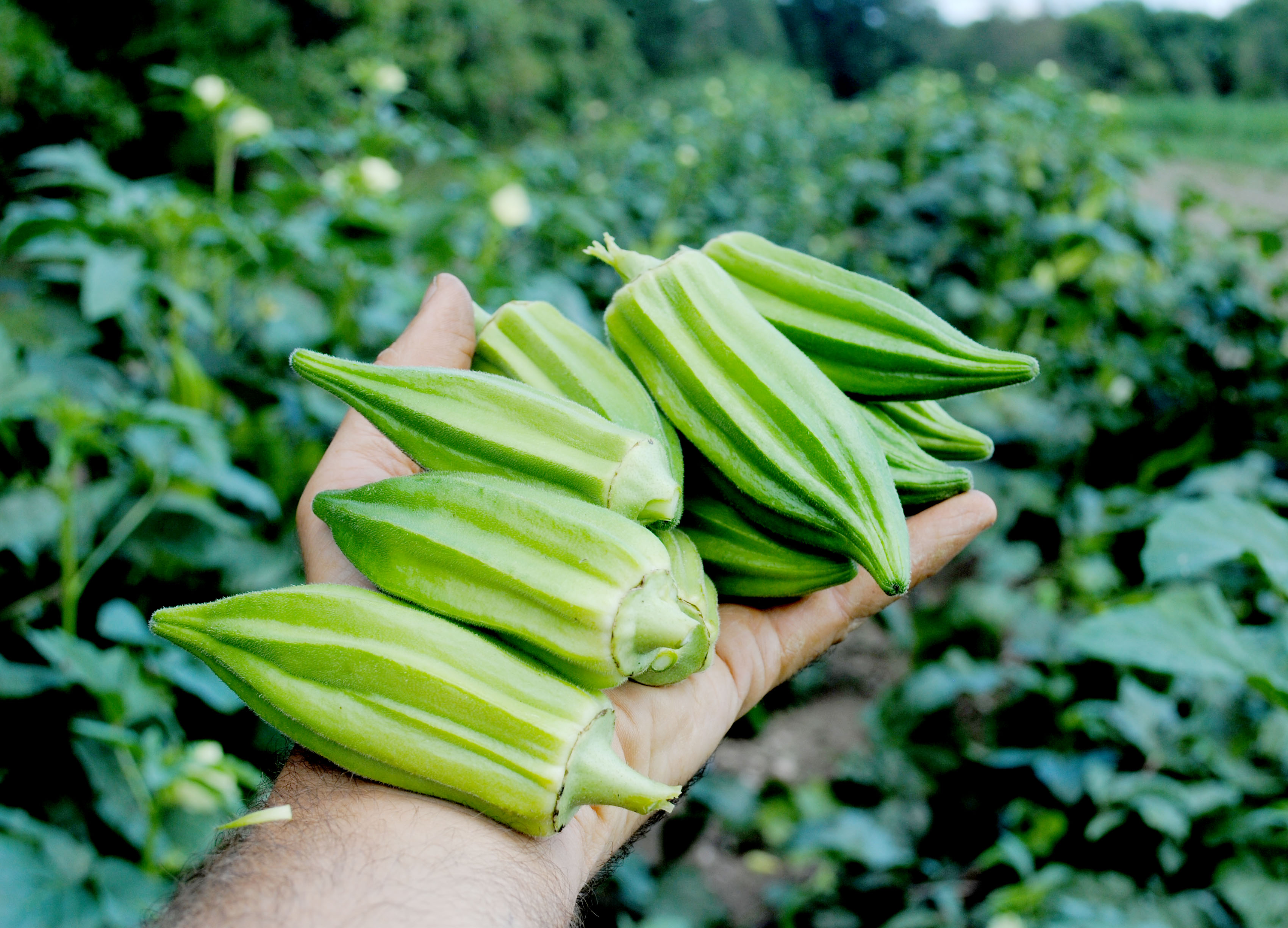 Beck's Big Buck (Snapping) Okra 28 g Southern Exposure Seed Exchange