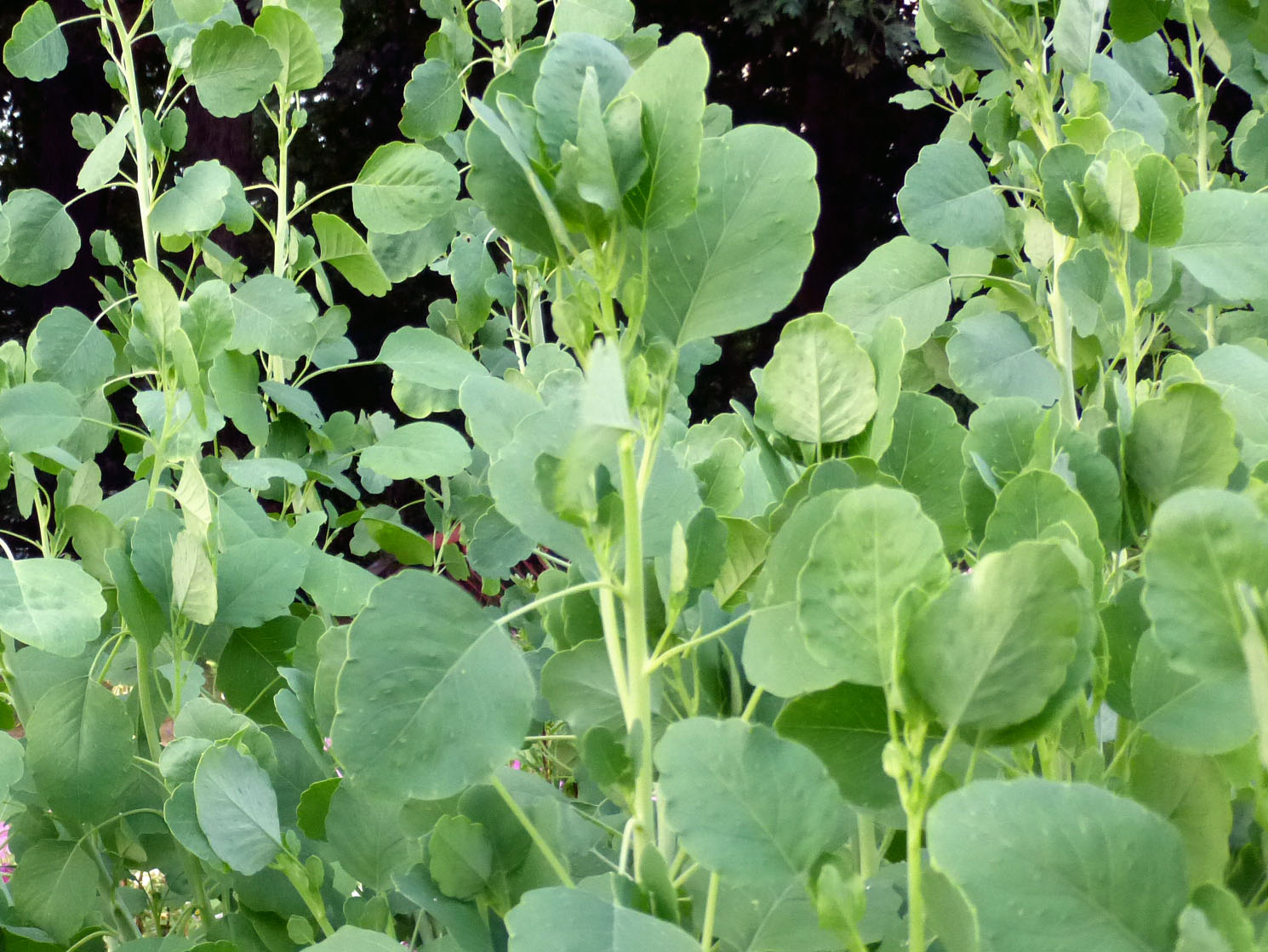 Papalo (Papaloquelite), 0.20 g Southern Exposure Seed