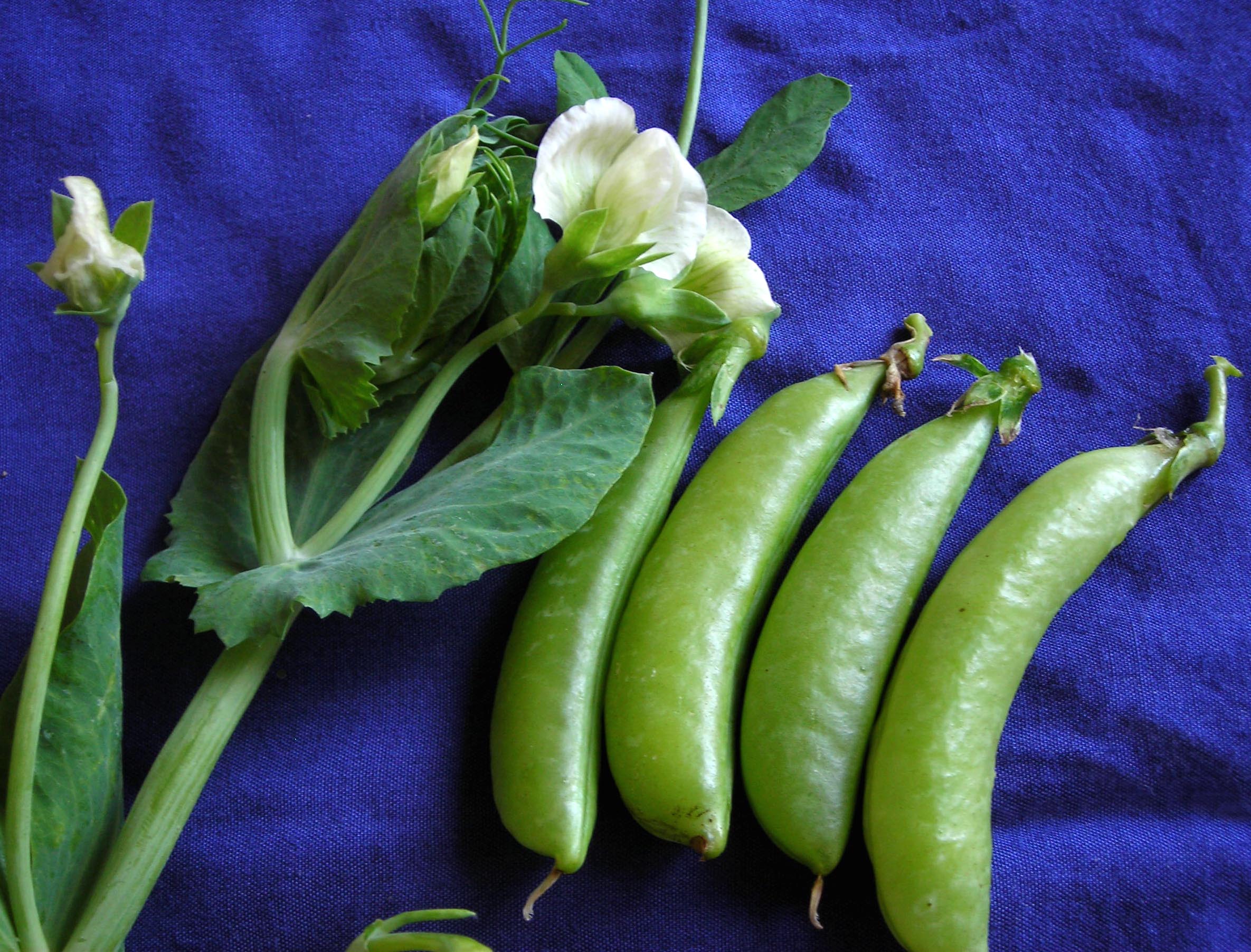 Sugar Ann Dwarf Snap Pea, 28 g : Southern Exposure Seed Exchange