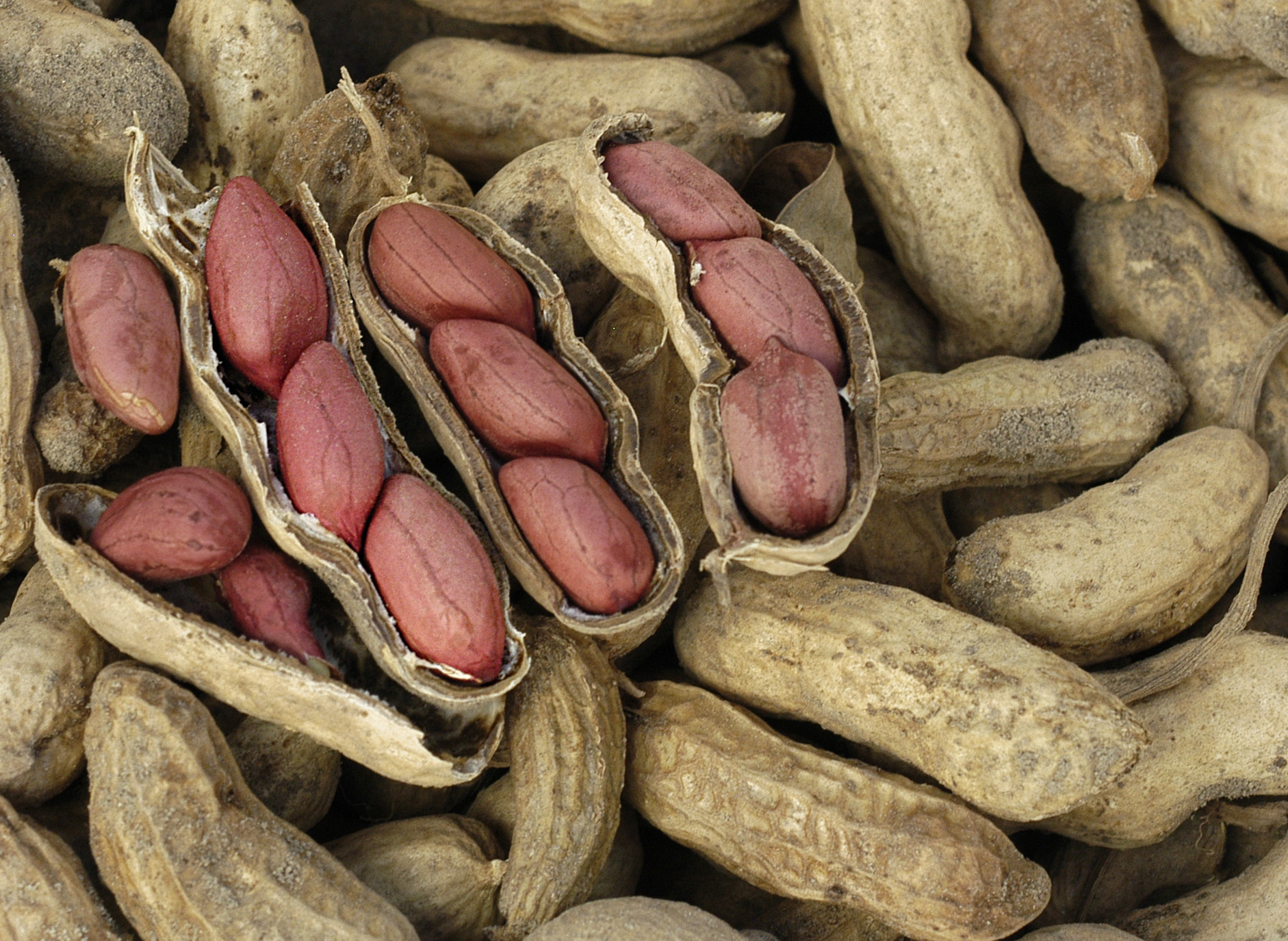 Carwile's Virginia Peanut, 28 g : Southern Exposure Seed Exchange