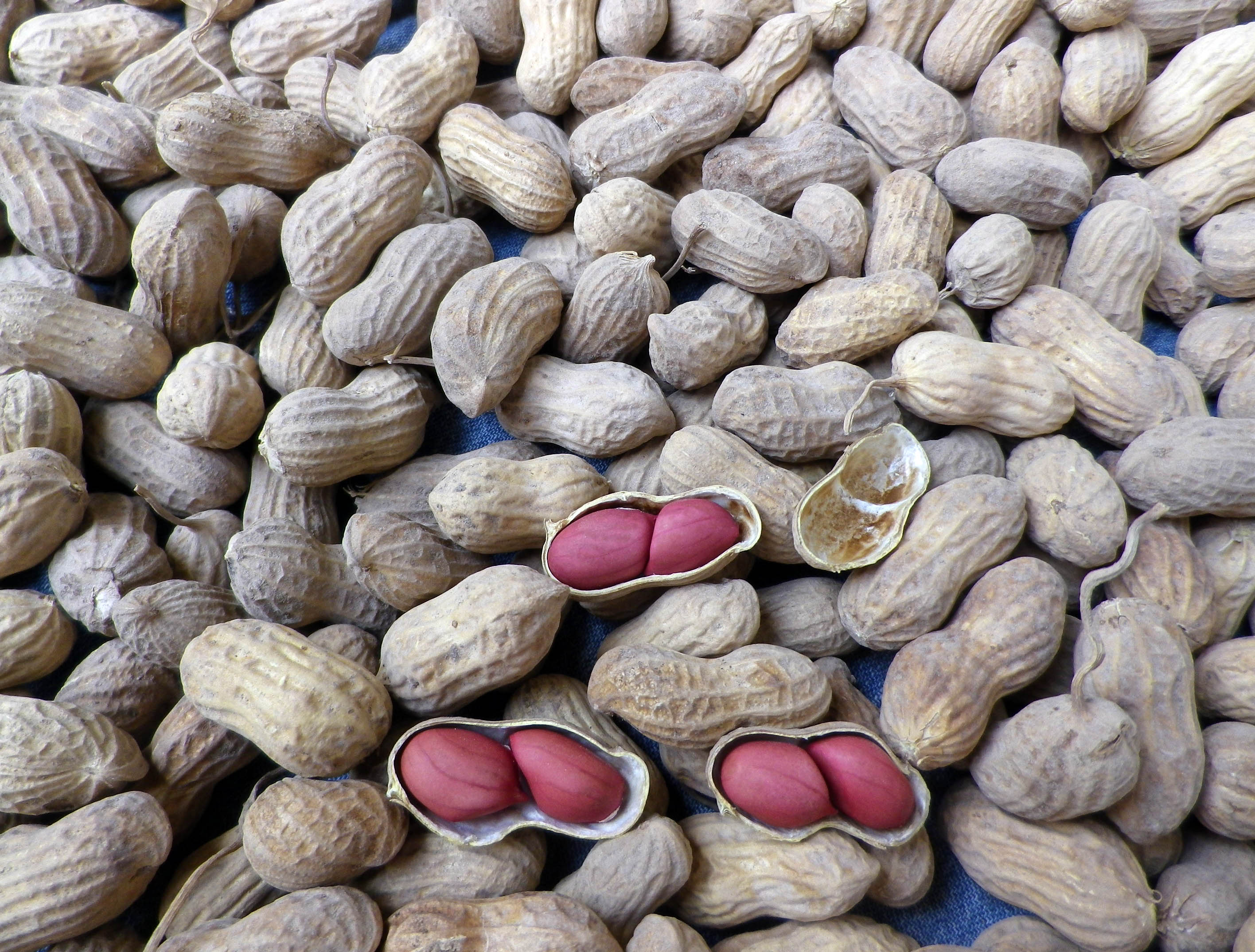 Peanut Allergy Misdiagnosed In 2 Out Of 3 Cases