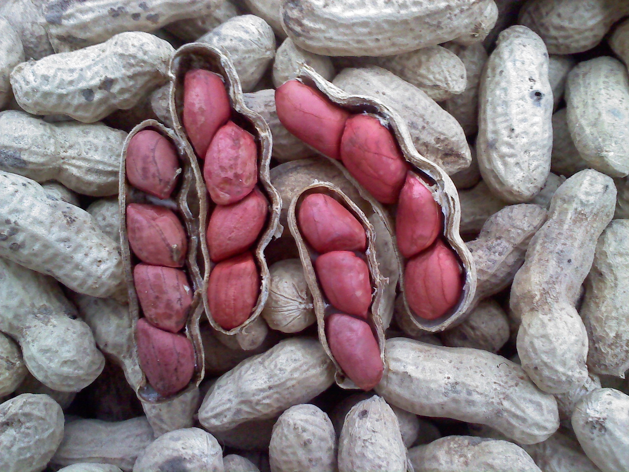 Tennessee Red Valencia Peanut, bulk size 1/4 lb Southern Exposure