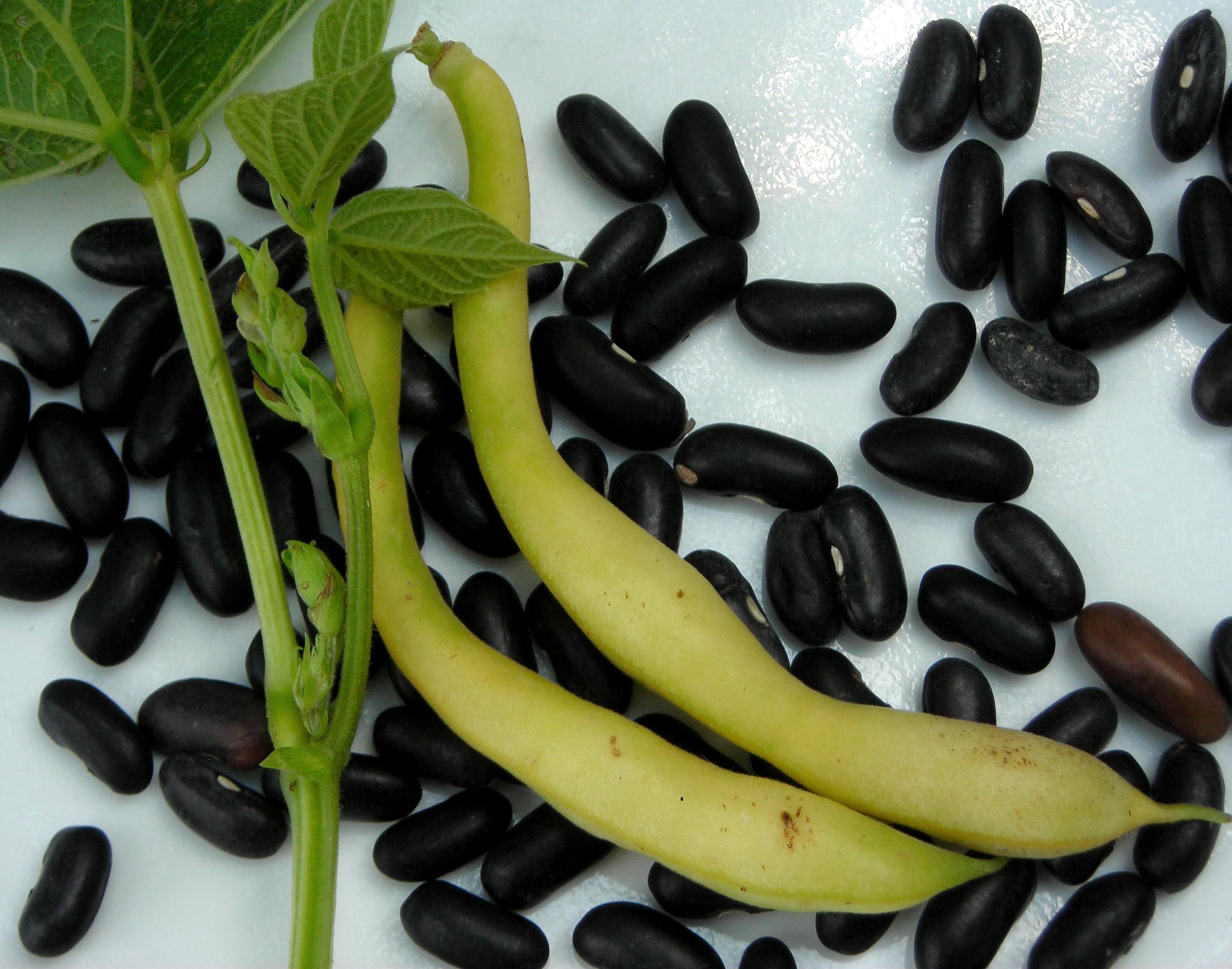 Pencil Pod Black Wax Bush Snap Bean, 28 g : Southern Exposure Seed Exchange, Saving the Past for