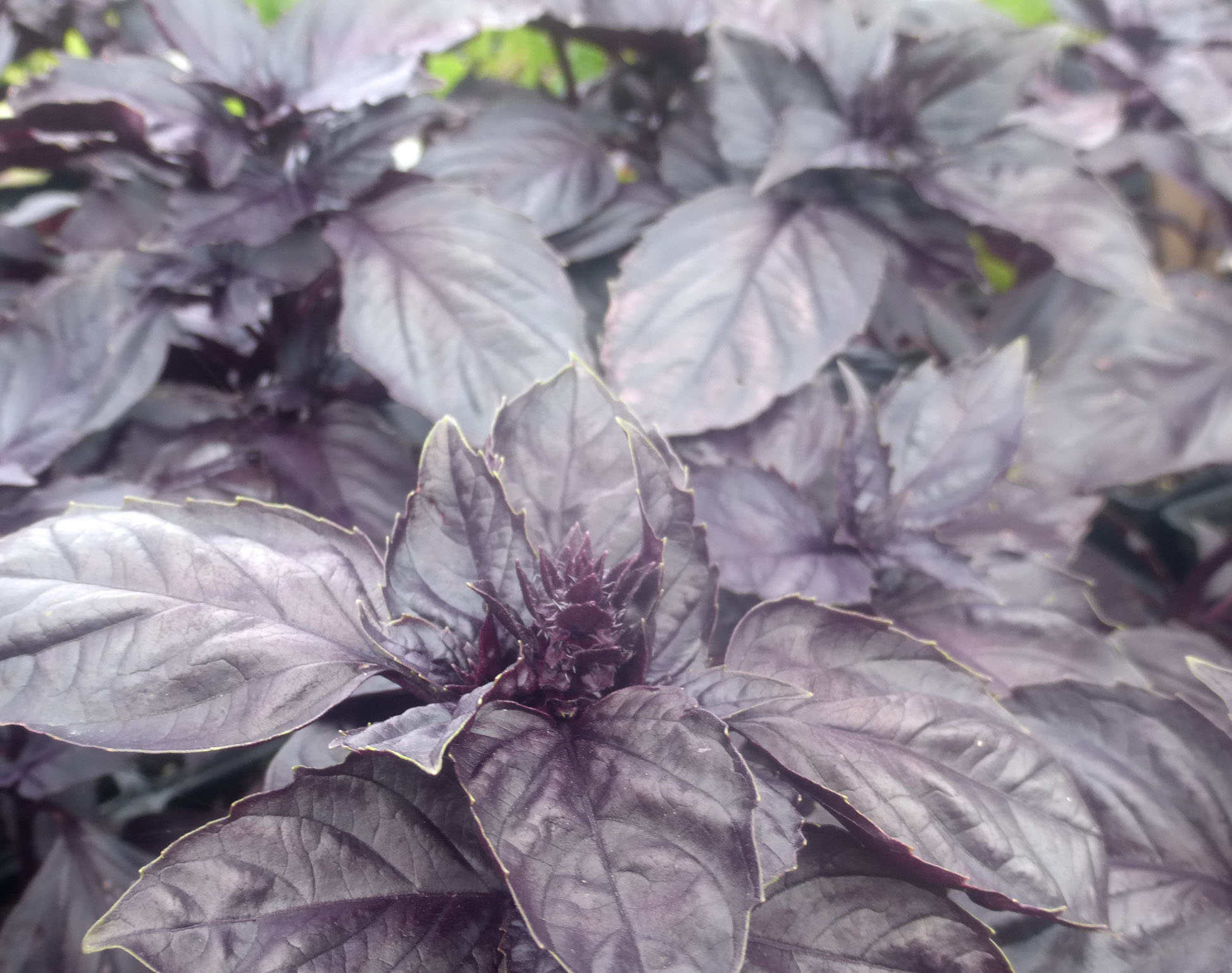 Red Rubin Basil, 0.12 g Southern Exposure Seed Exchange, Saving the