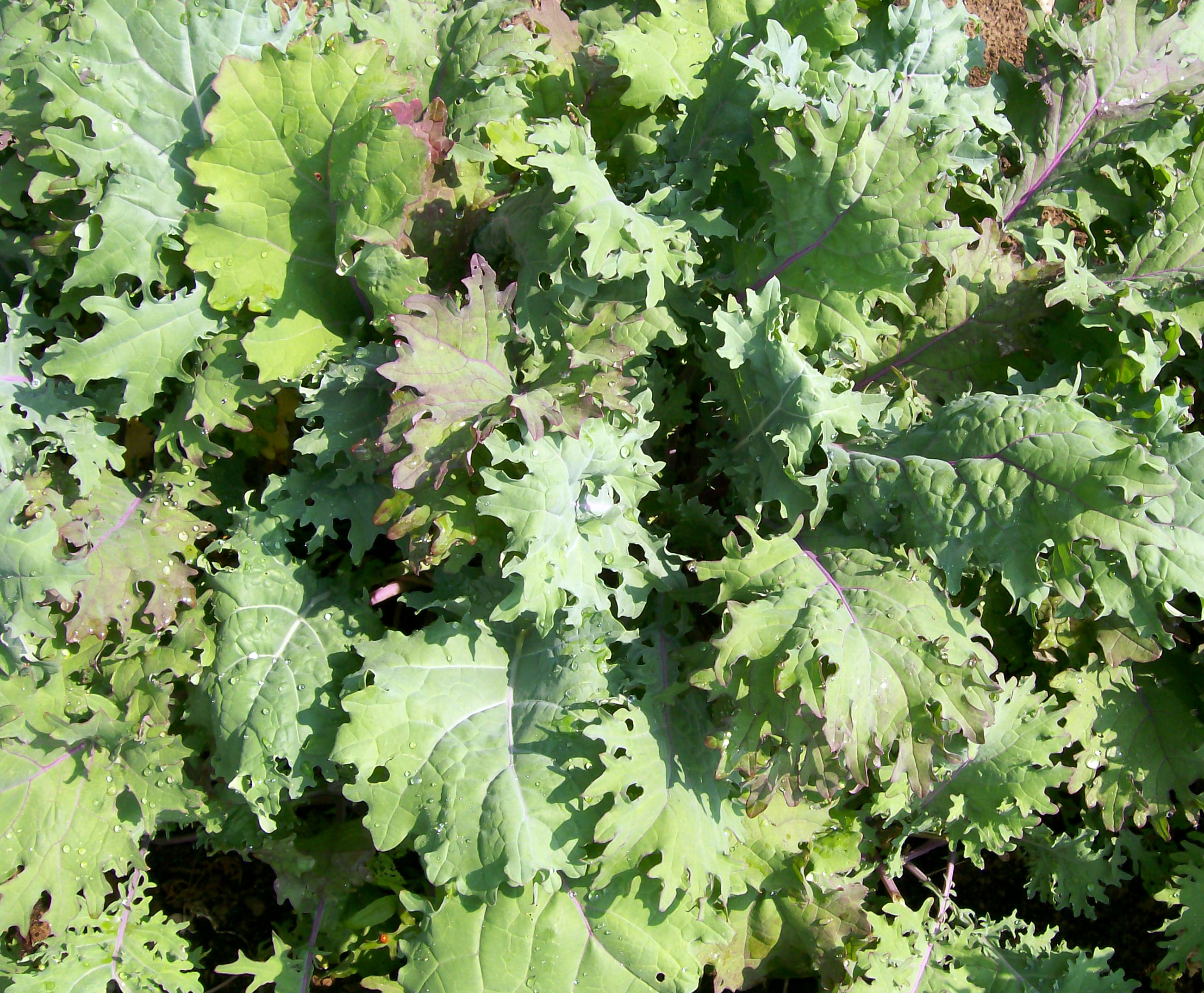 Red Russian Kale, 2 g Southern Exposure Seed Exchange, Saving the