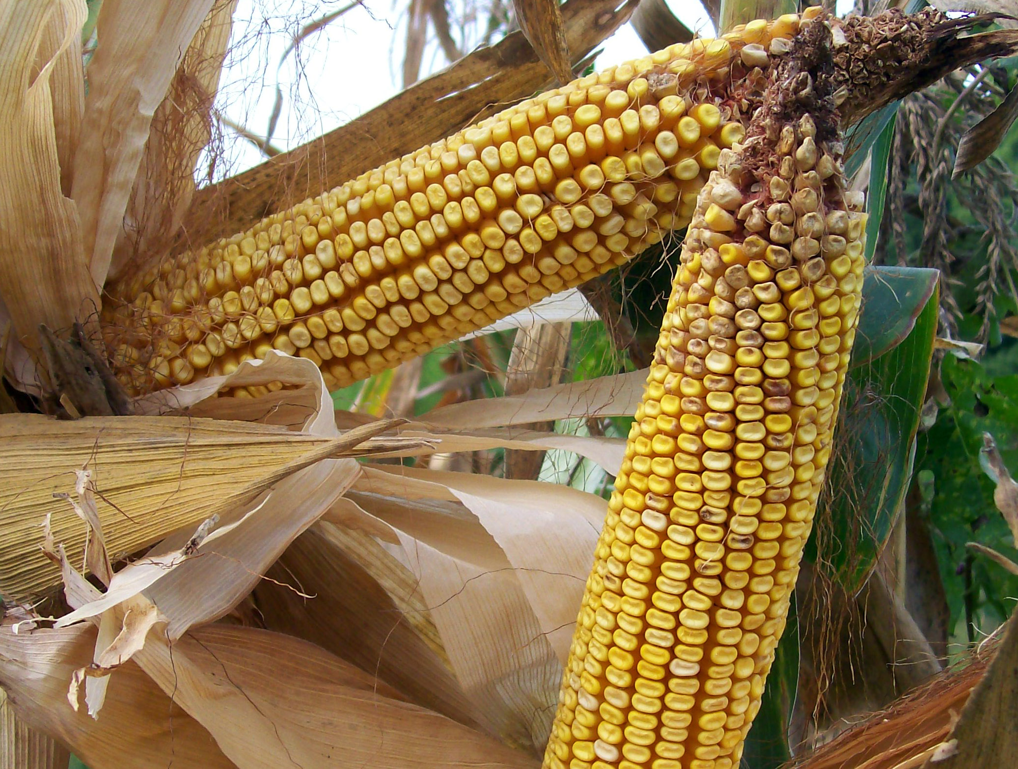 Reid's Yellow Dent Dent Corn, 42 g Southern Exposure Seed Exchange