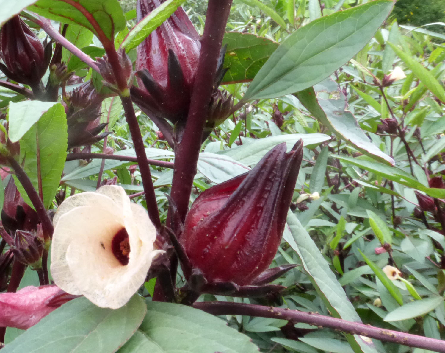 Flor de jamaica plant