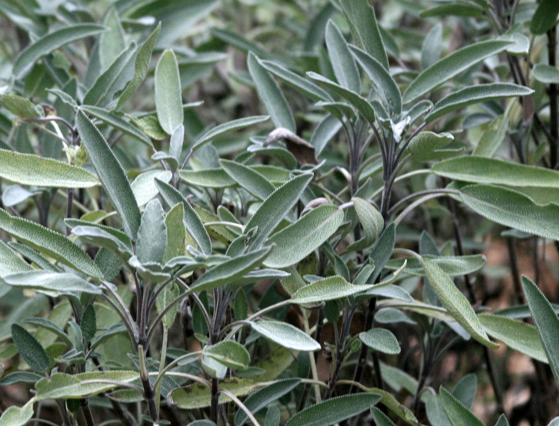 Sage, Common, bulk size 7 g Southern Exposure Seed Exchange, Saving