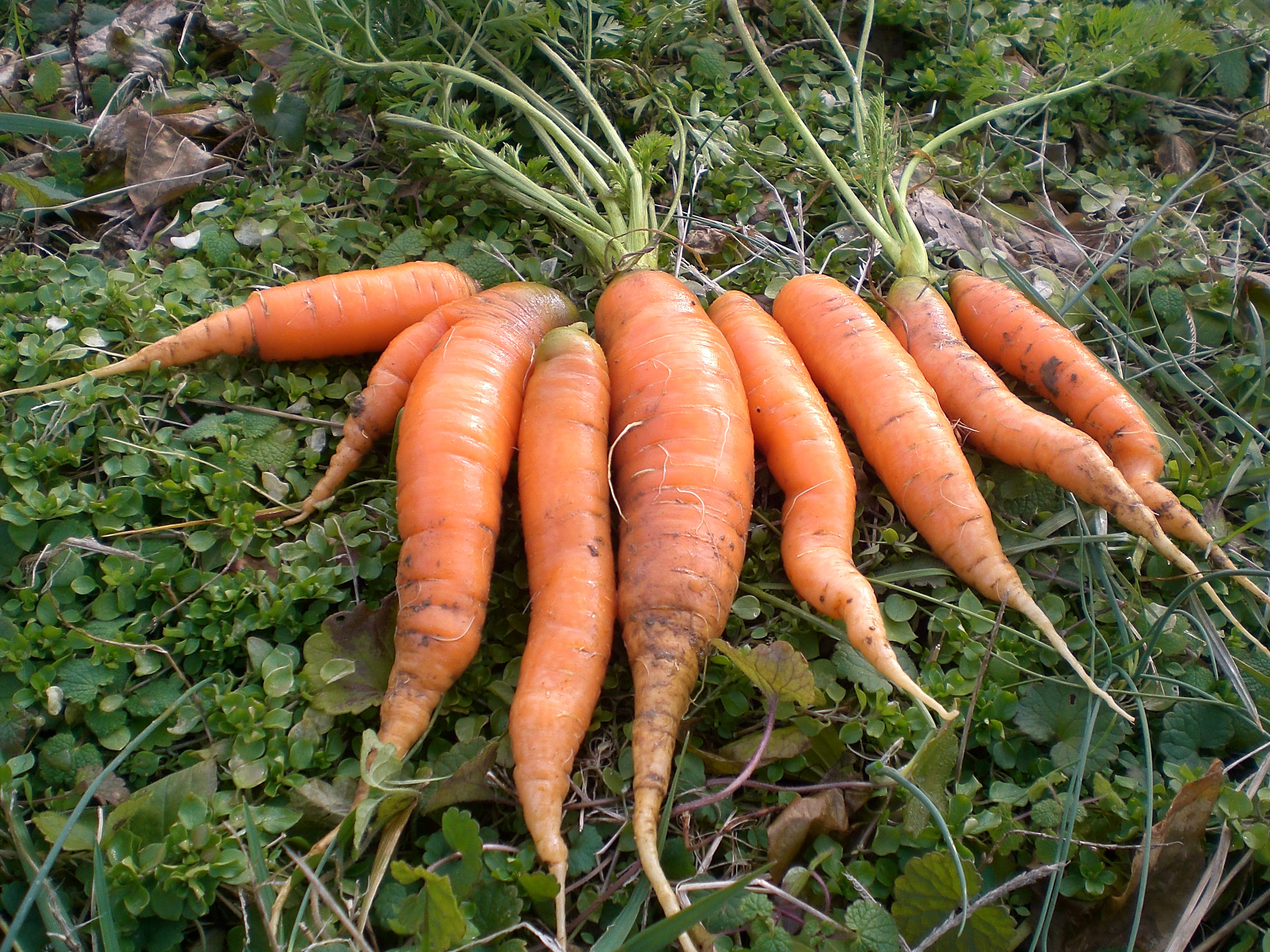 Scarlet Nantes (Coreless, Nantes Half Long) Carrots, bulk size 28 g
