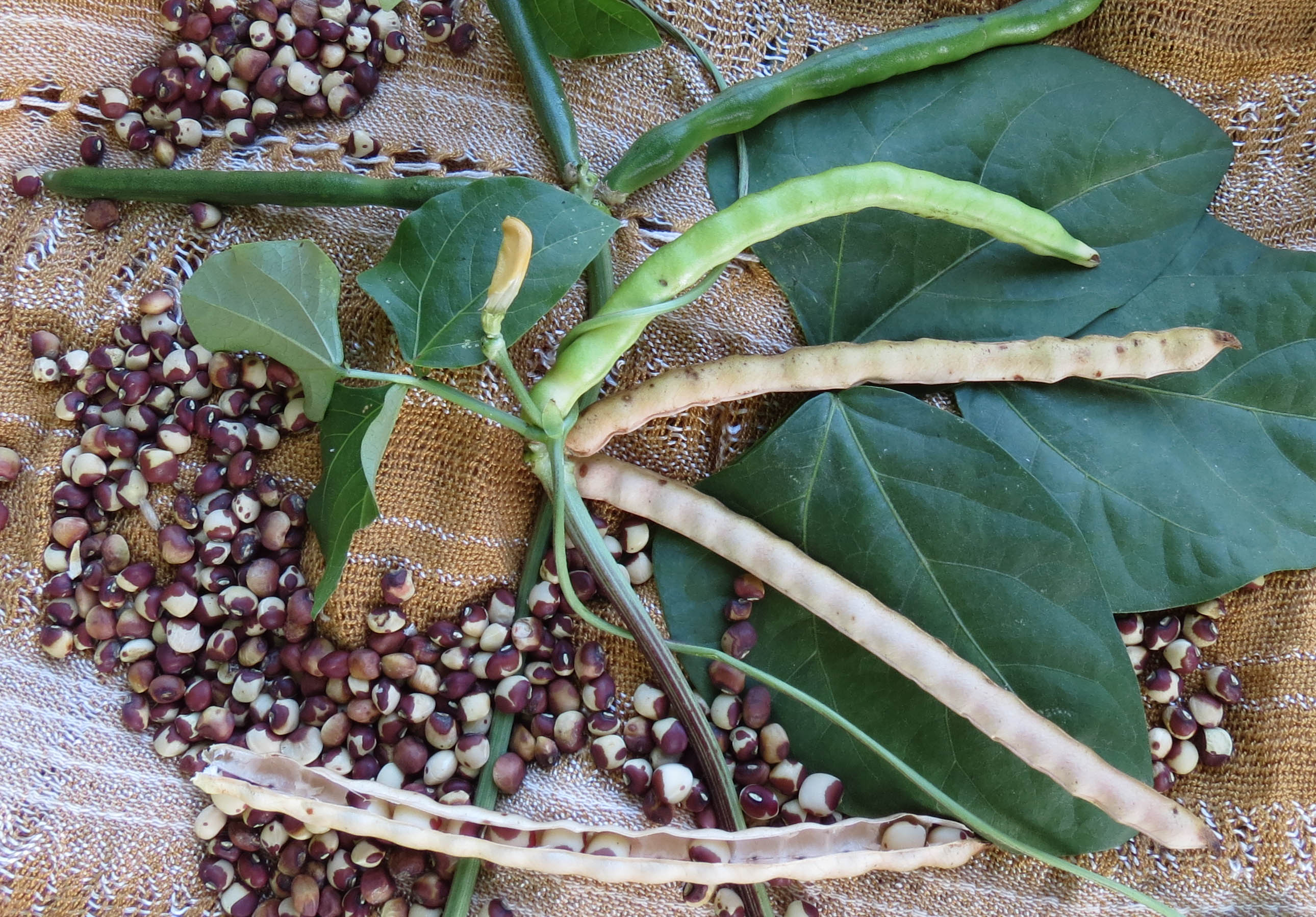 Calico Crowder Southern Pea (Cowpea), 28 g [16101] 2.75 Southern