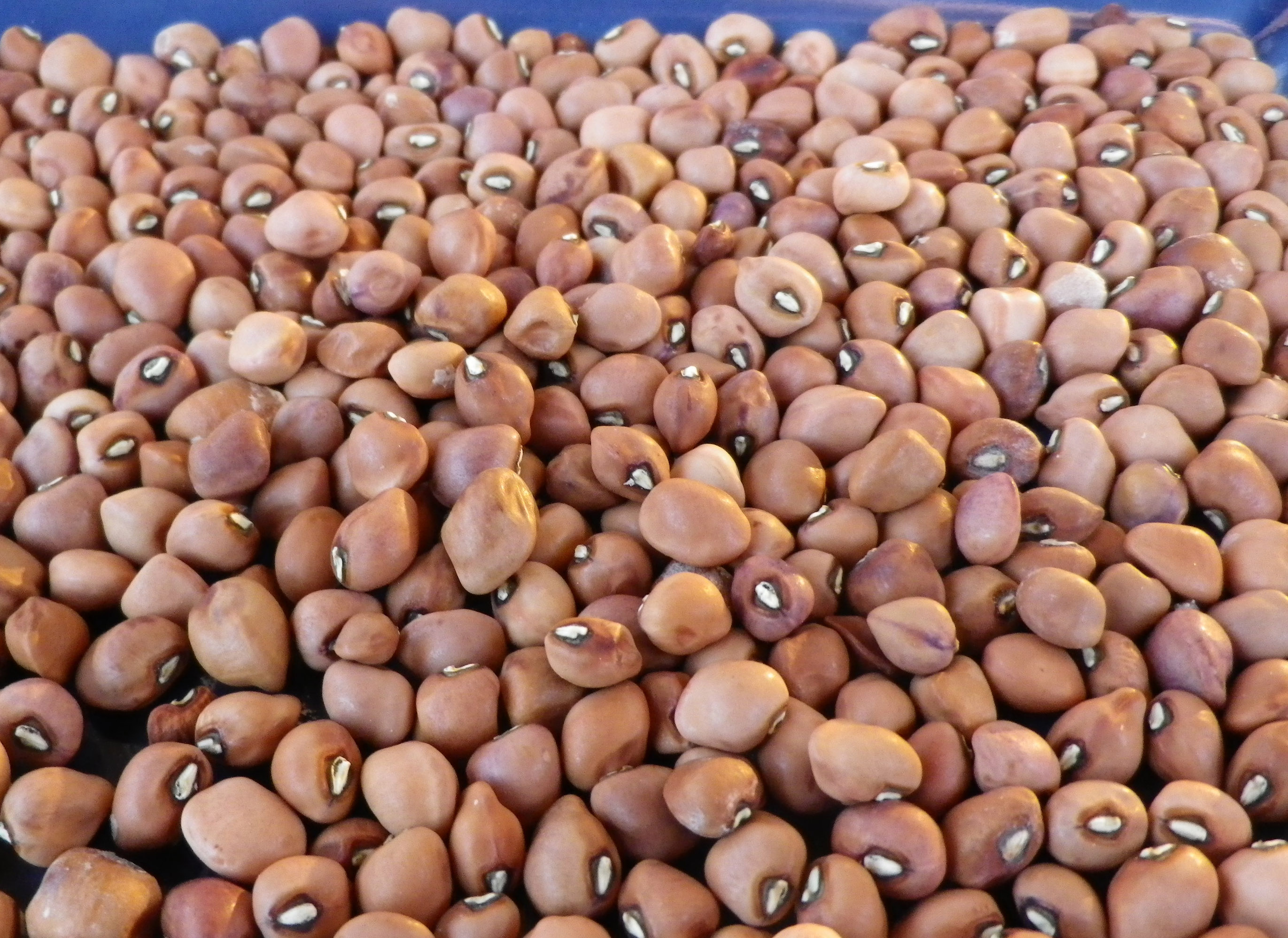 Carolina Crowder Southern Pea (Cowpea), 28 g Southern Exposure Seed