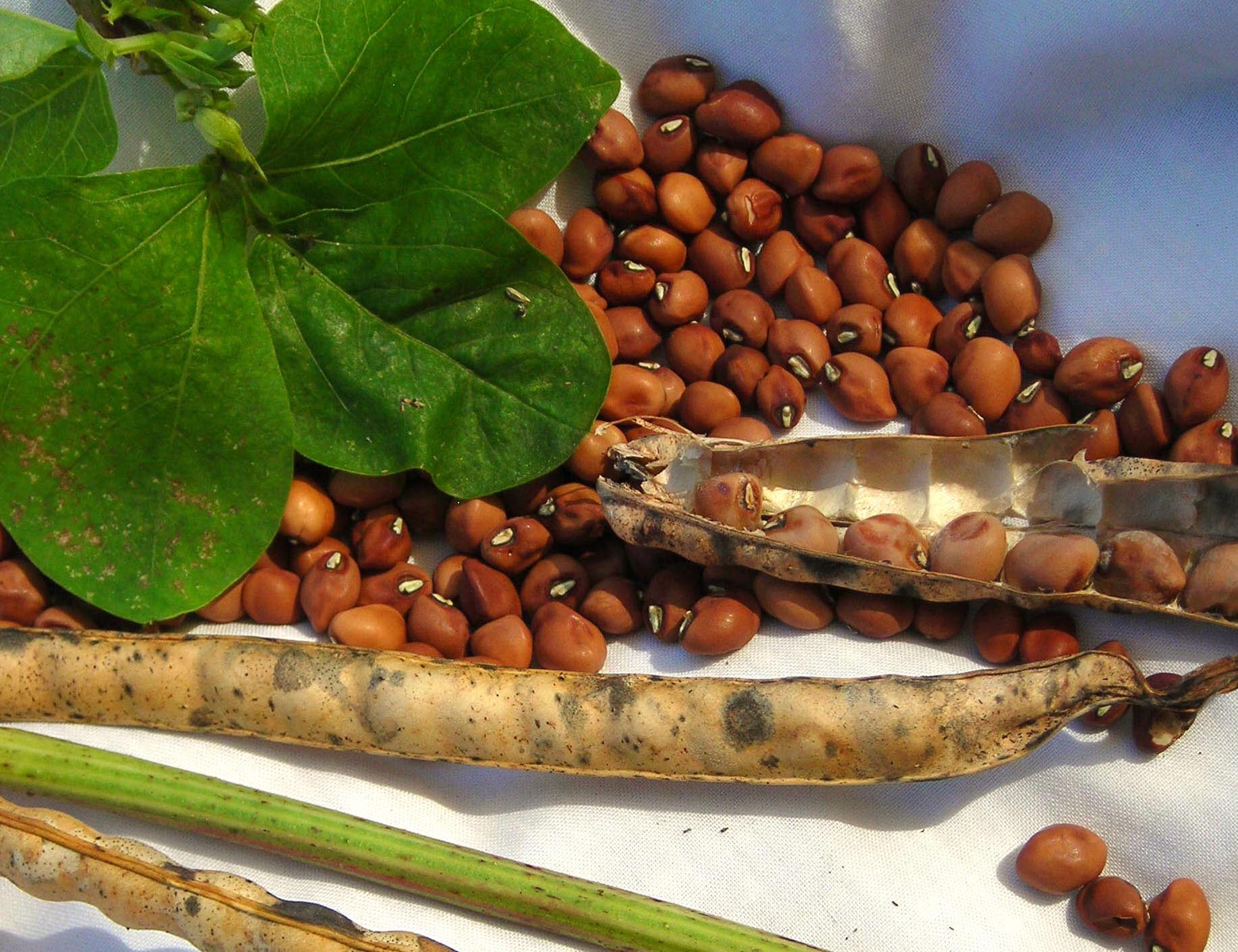 Mississippi Silver Southern Pea (Cowpea), 28 g [16102] 2.50 Southern