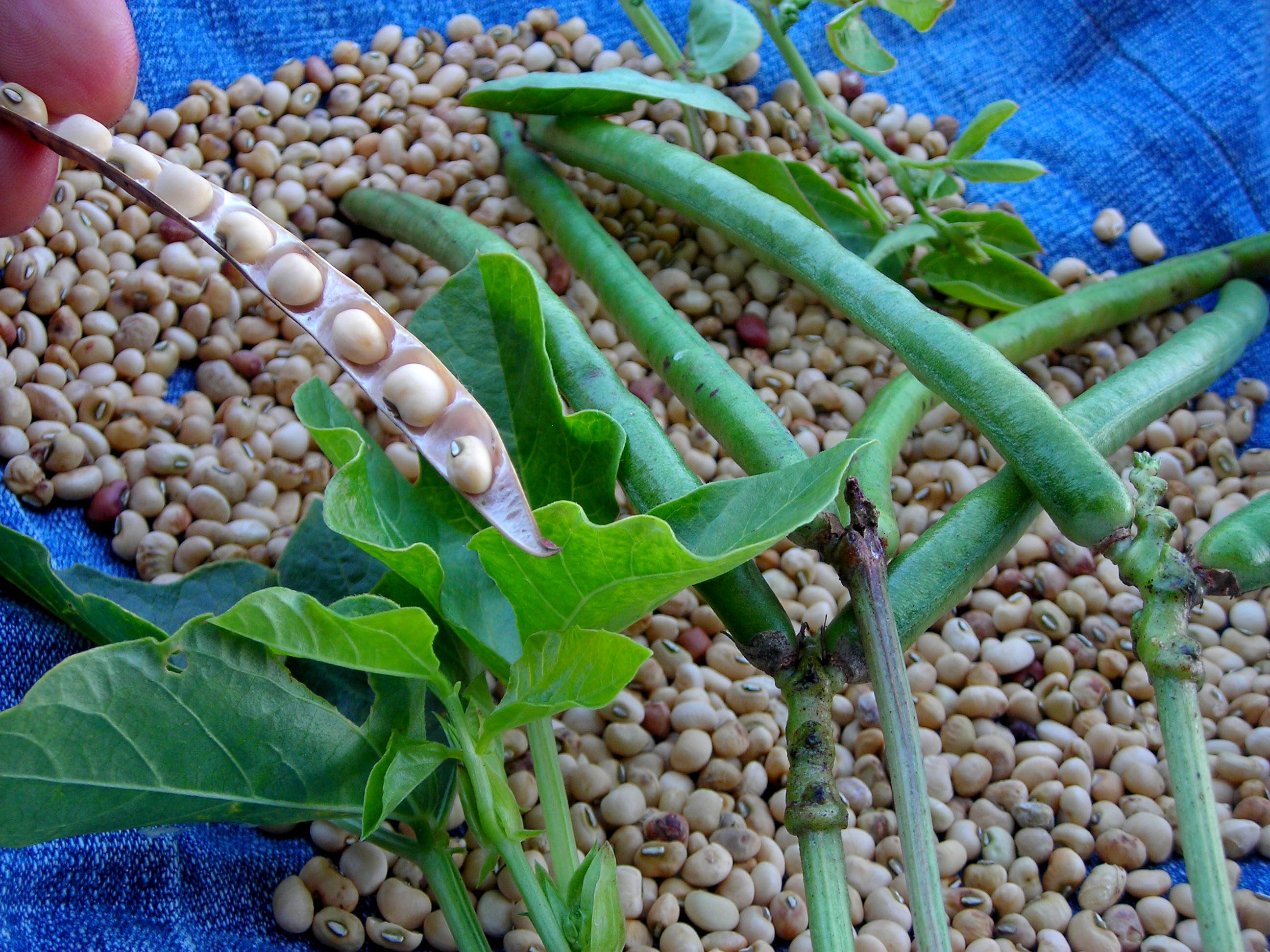 White Acre Southern Pea (Cowpea), bulk size 1/4 lb [16109F] 6.50