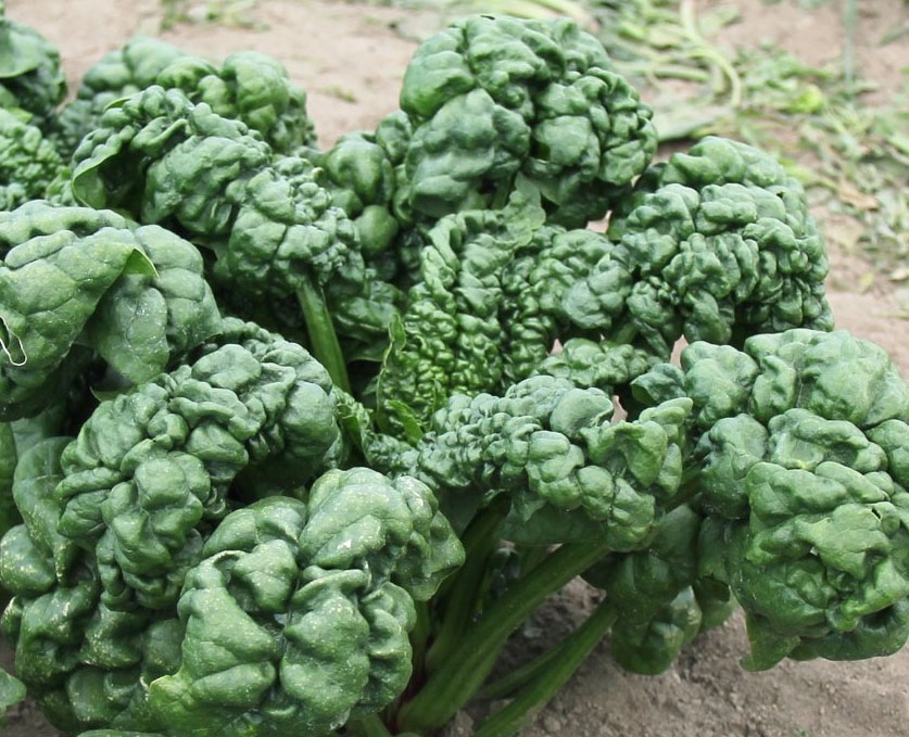Abundant Bloomsdale Spinach, 5 g Southern Exposure Seed Exchange