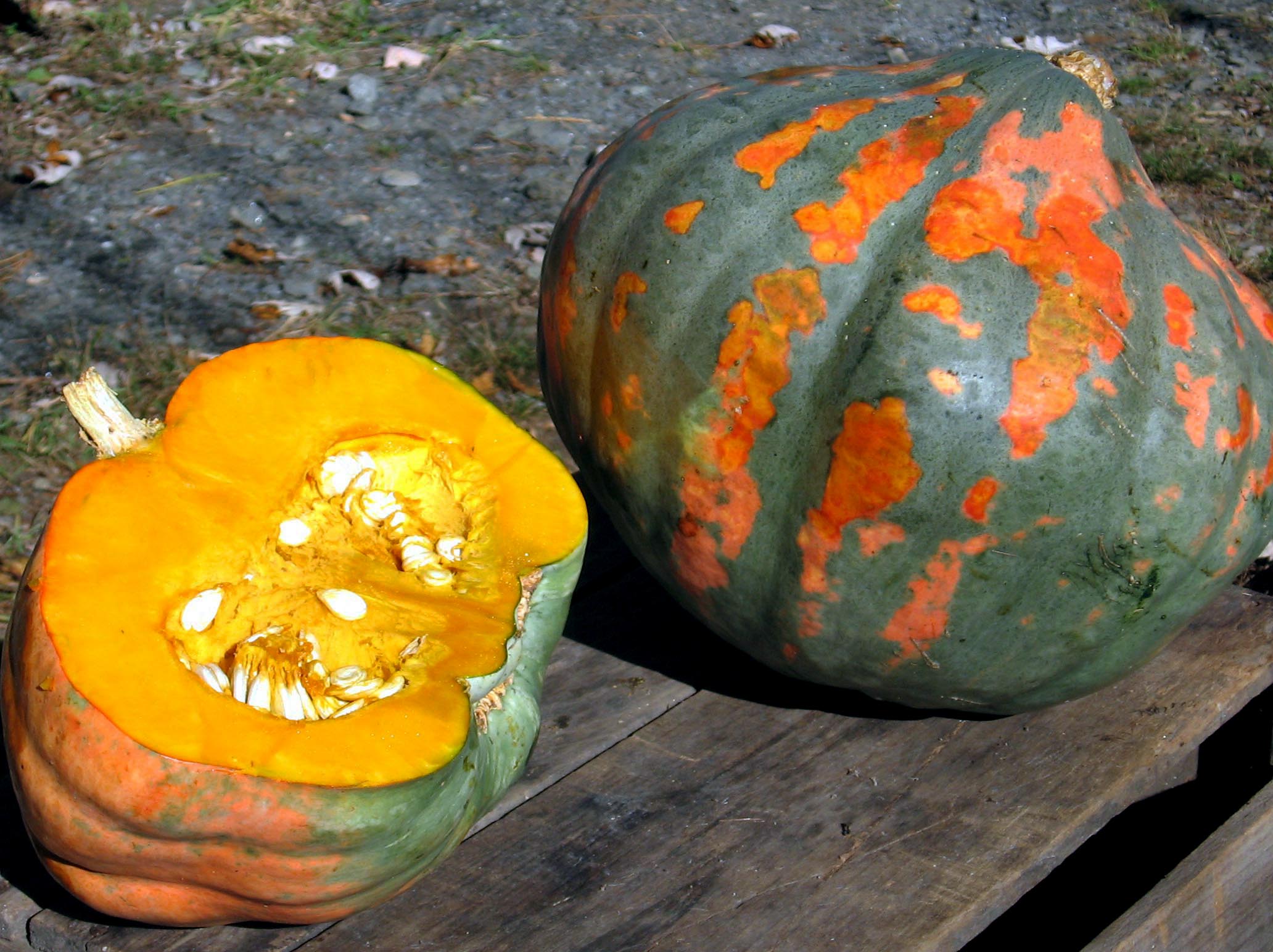 Candy Roaster Melon Winter Squash, 5 g Southern Exposure Seed